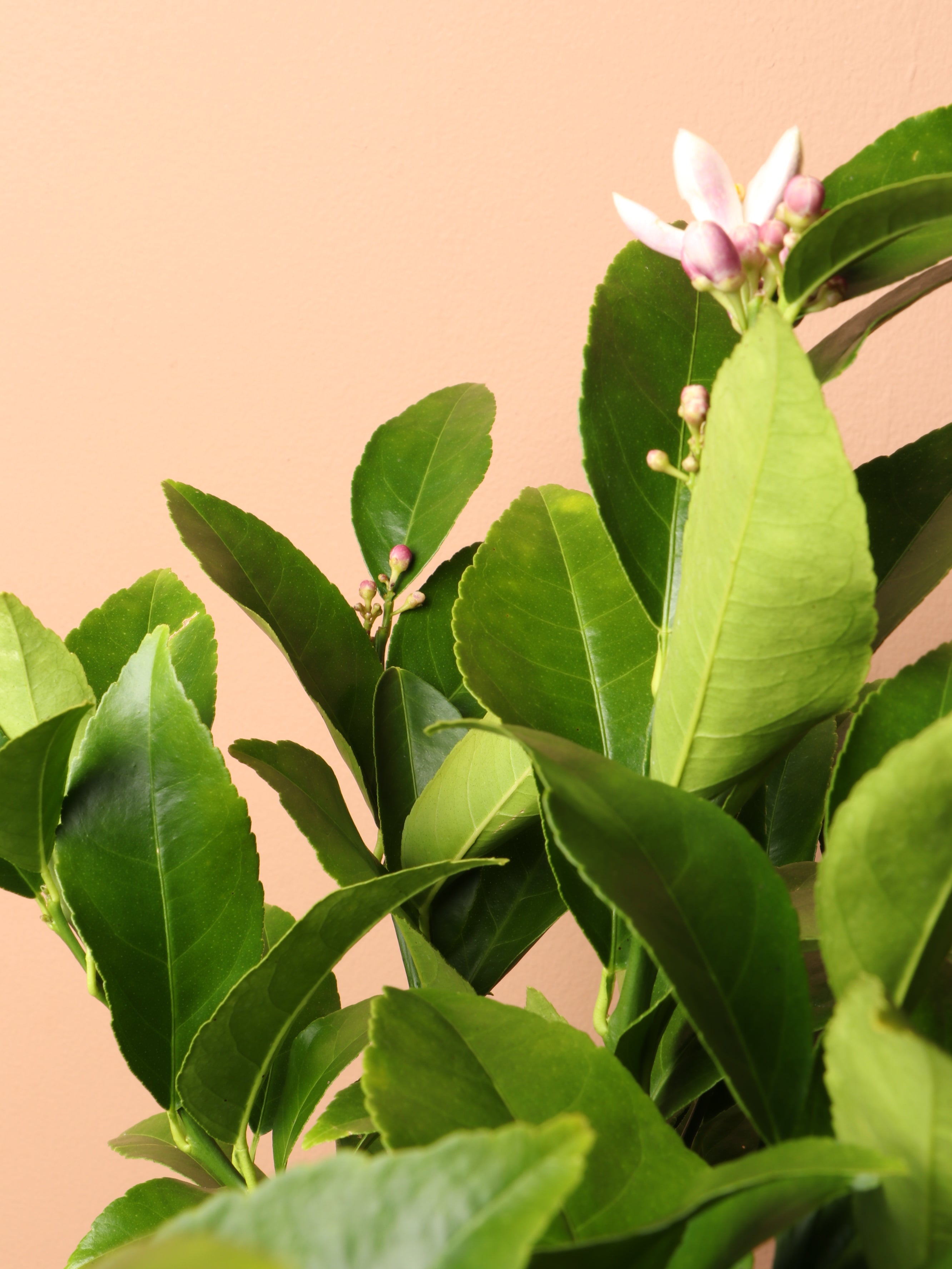 Large Meyer Lemon Bush