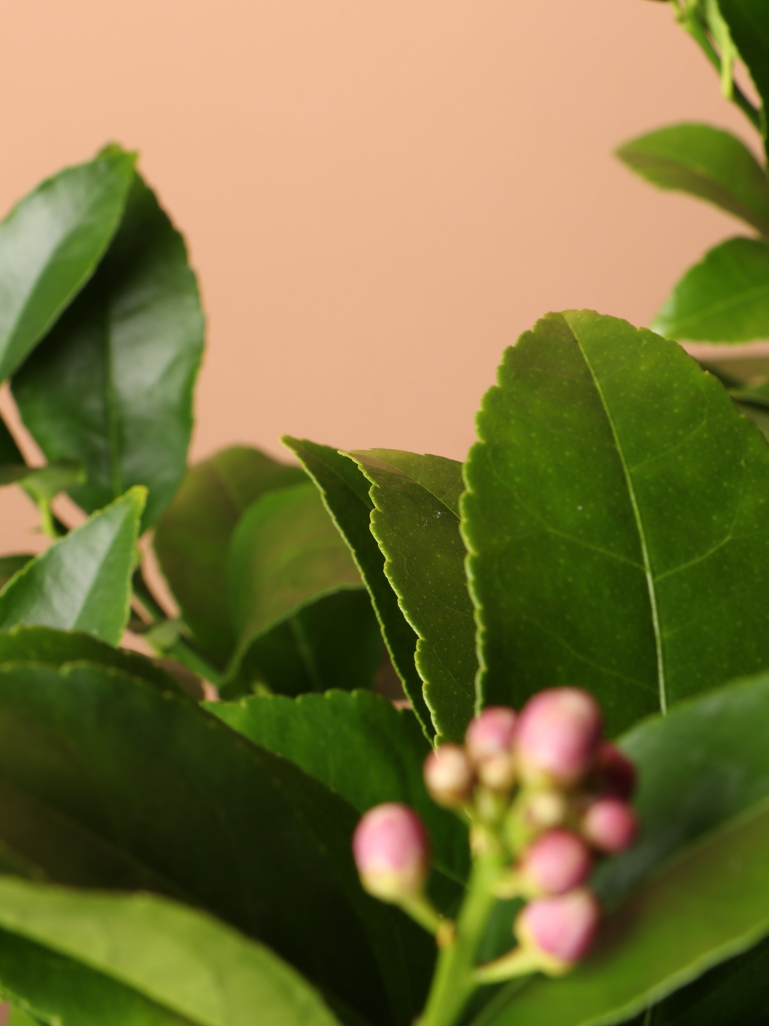 Large Meyer Lemon Bush