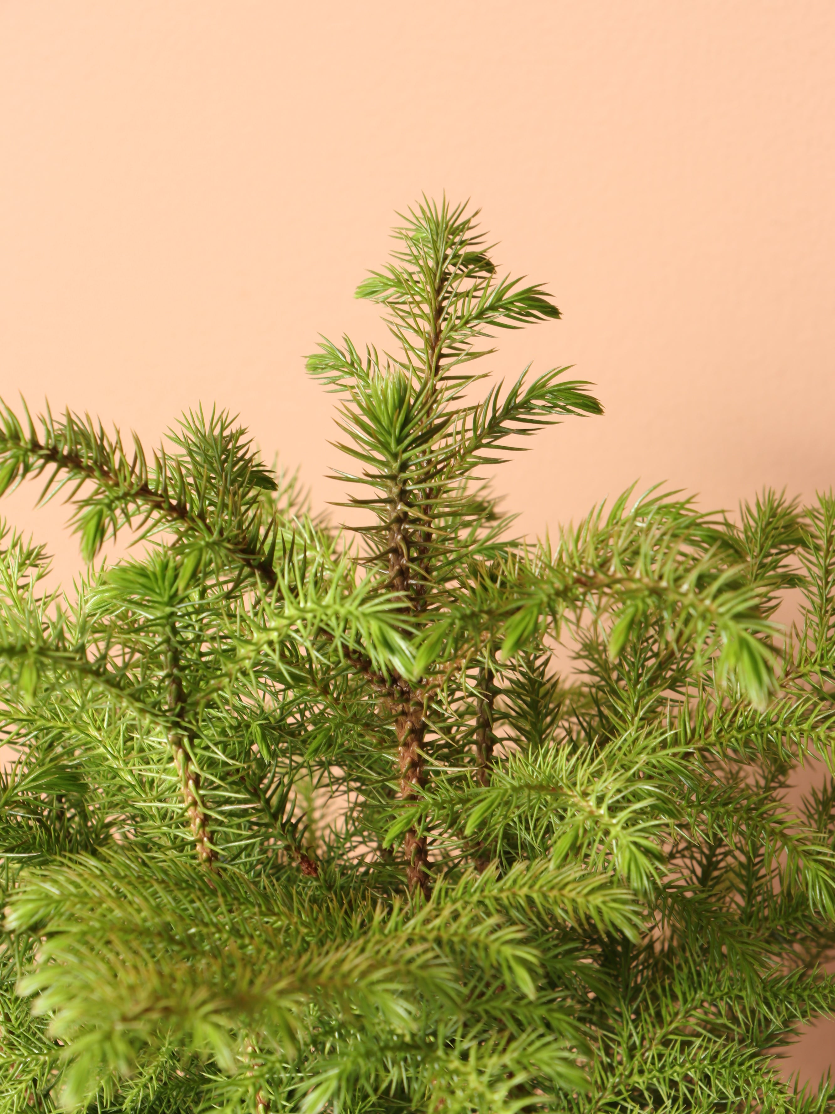 Medium Norfolk Island Pine