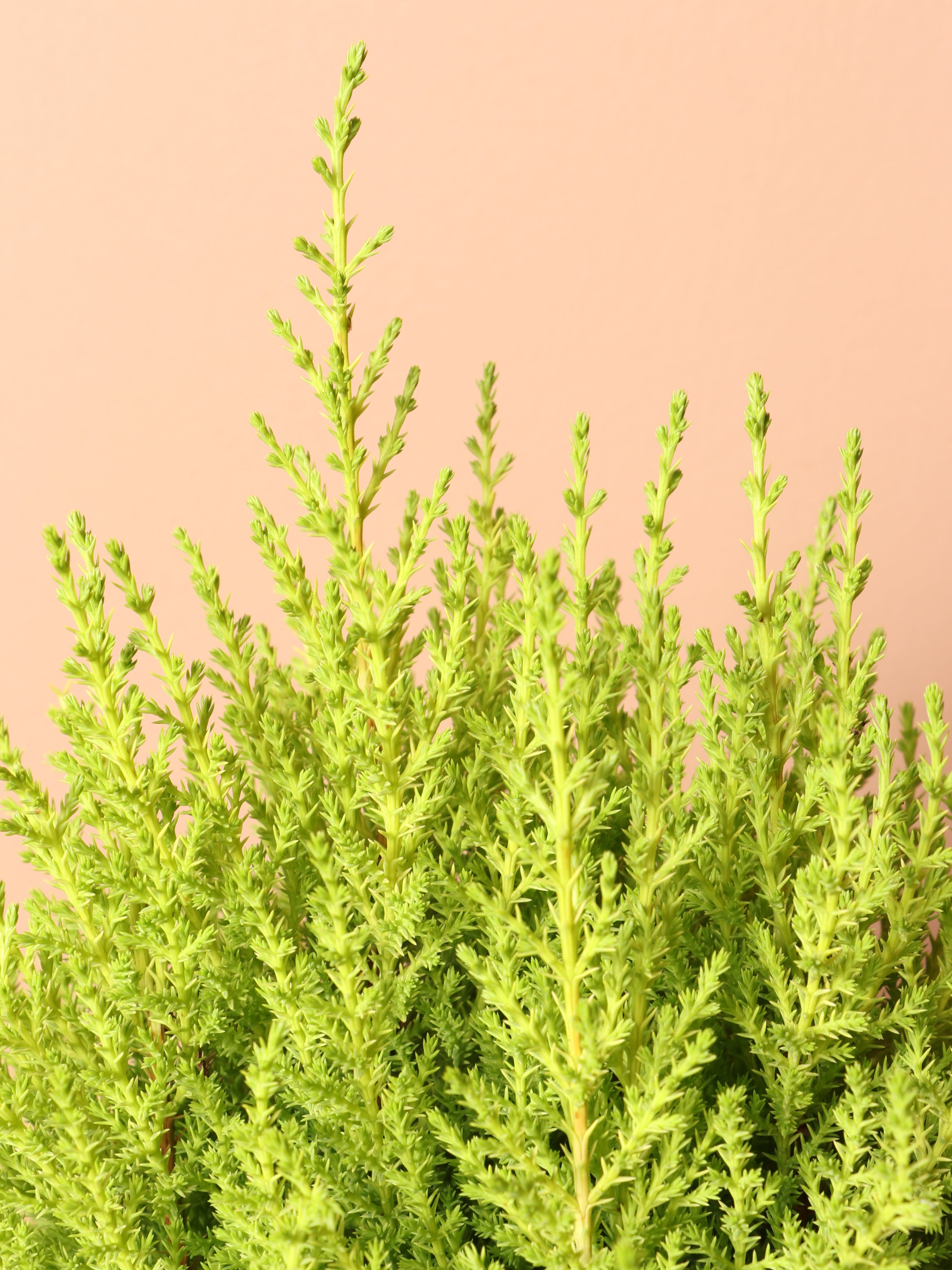 Medium Neon Christmas Tree (Lemon Cypress)