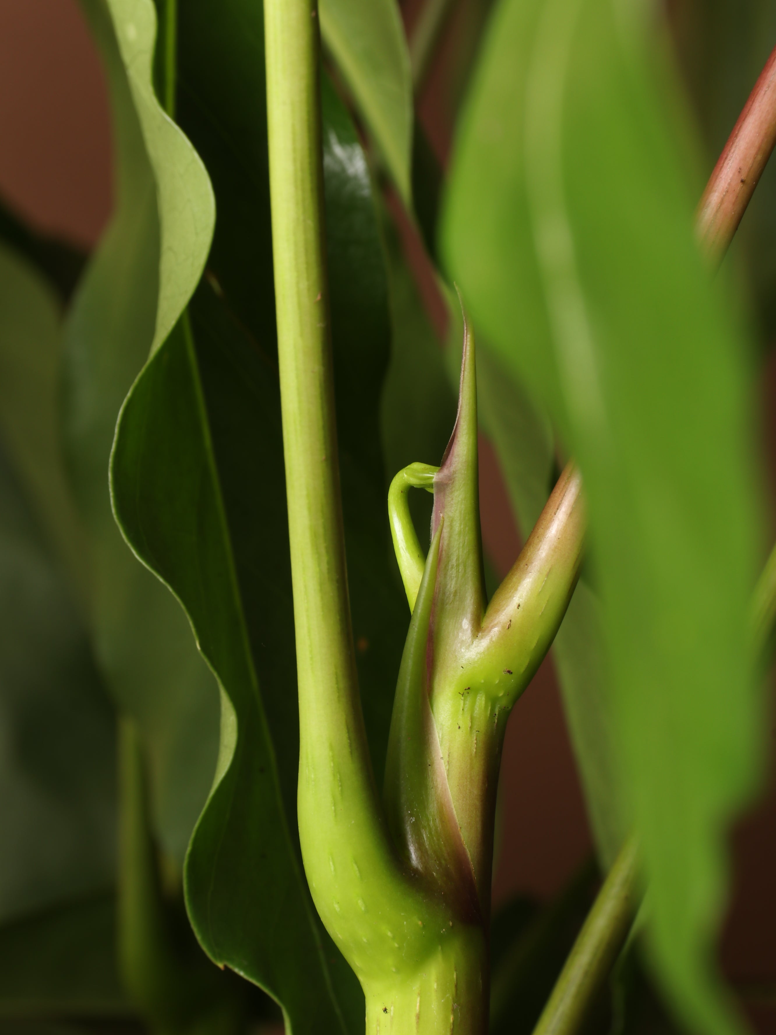 Full Size Schefflera Amate