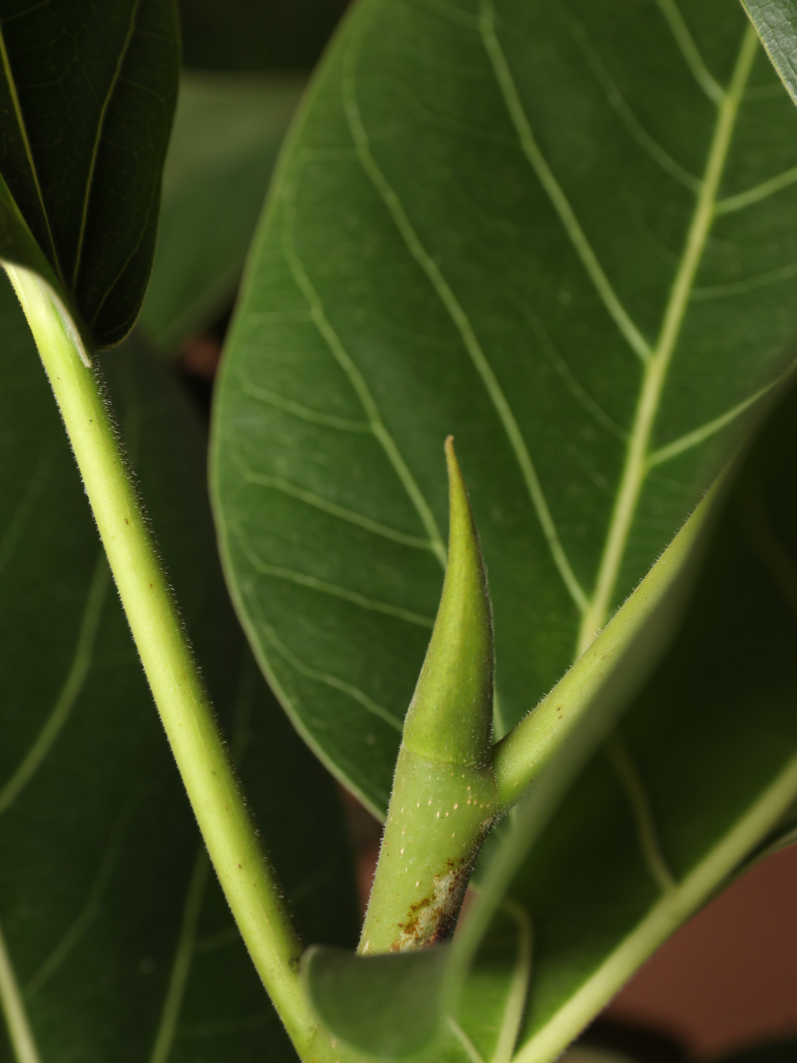 Full Size Audrey Ficus