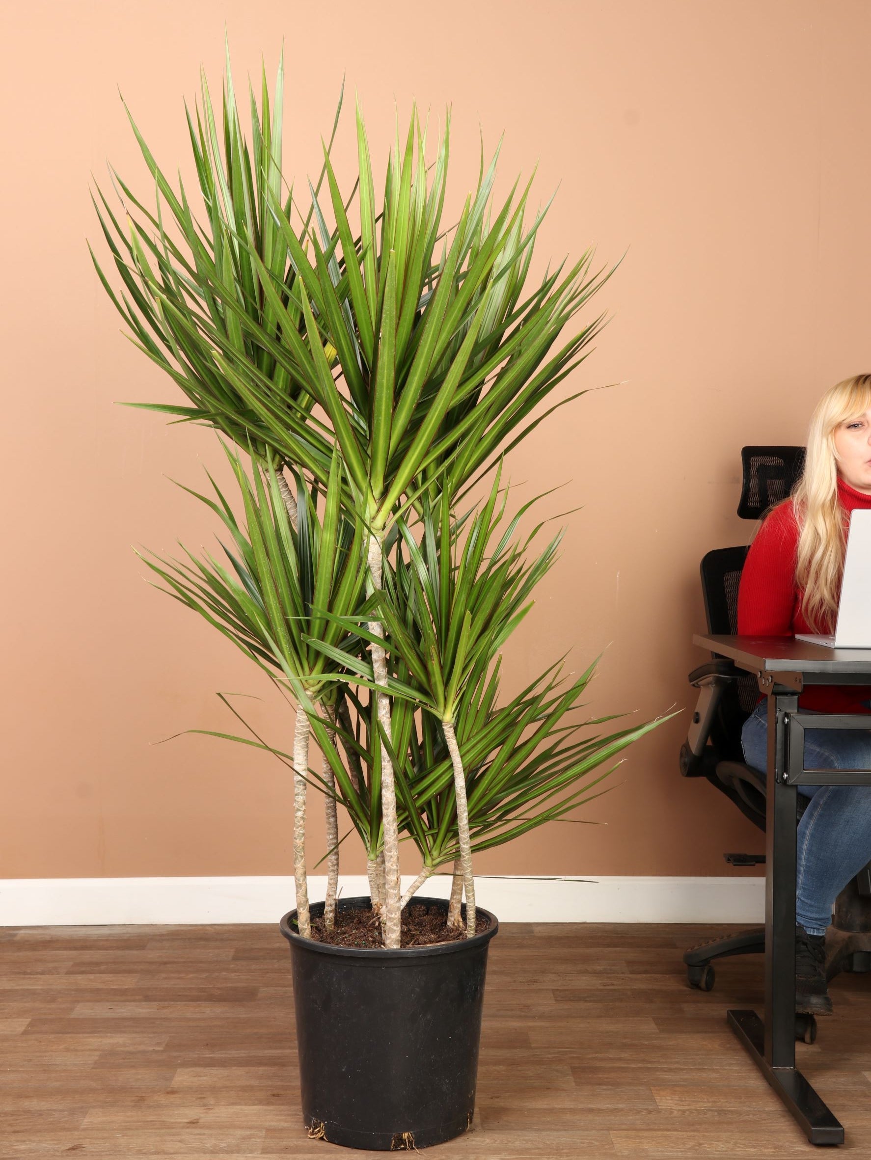 Full Size Dracaena 'Marginata'