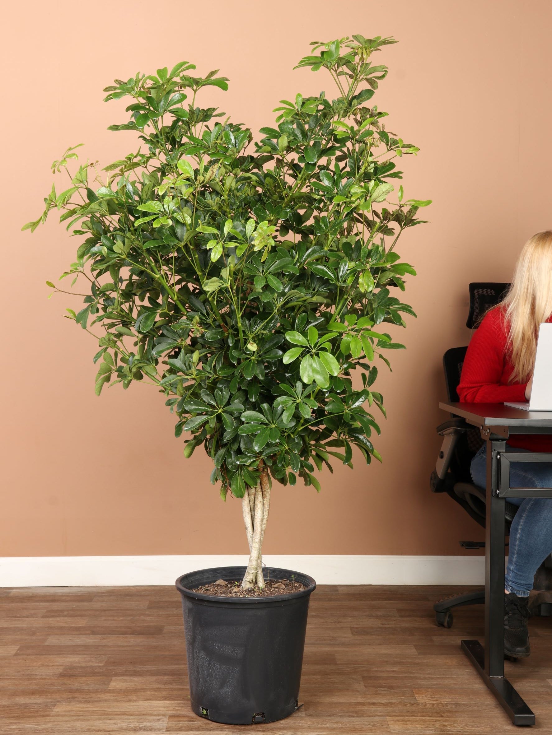 Full Size Schefflera 'arboricola'