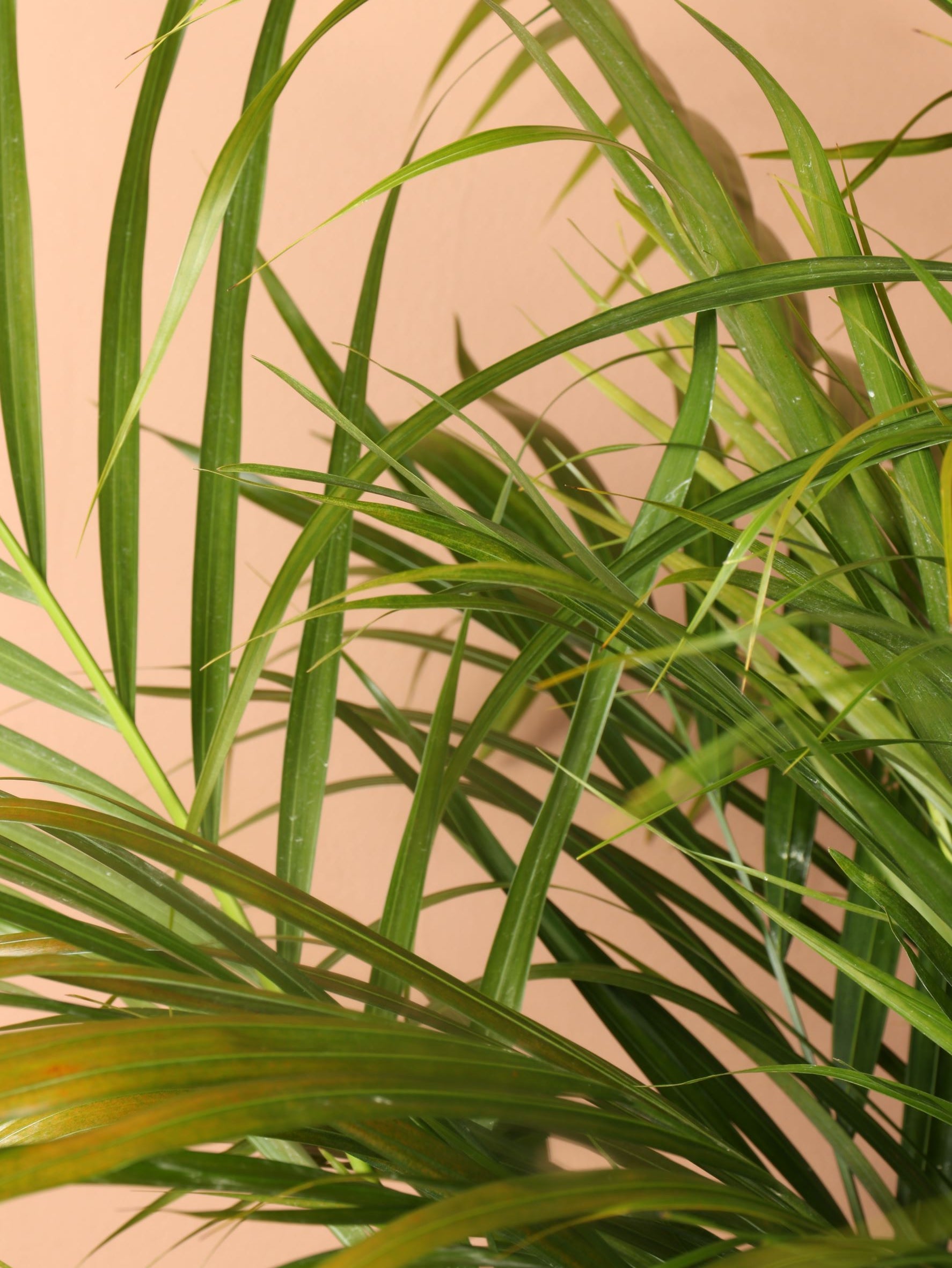 Extra Large Areca Palm