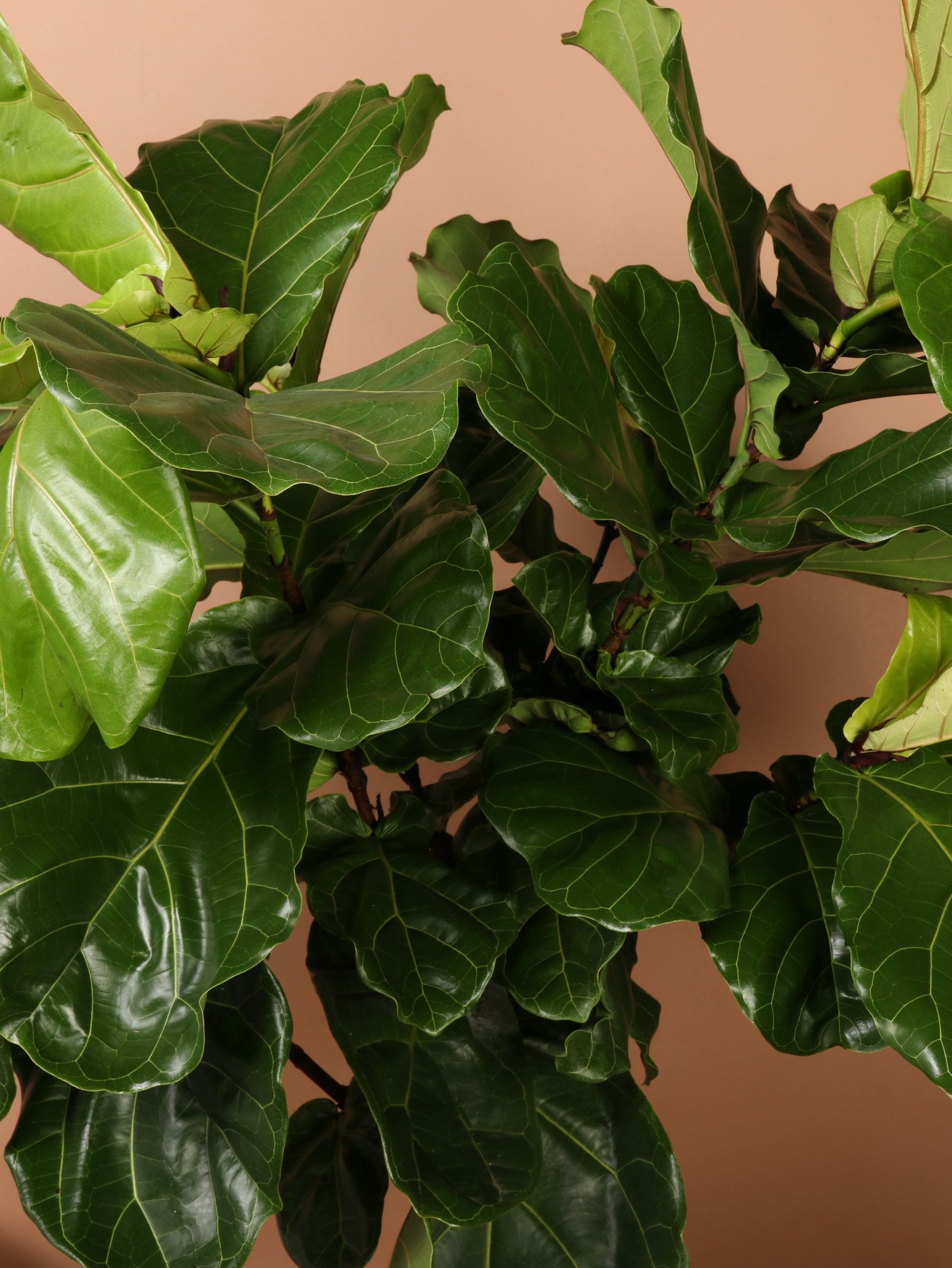 Full Size Fiddle Leaf Fig