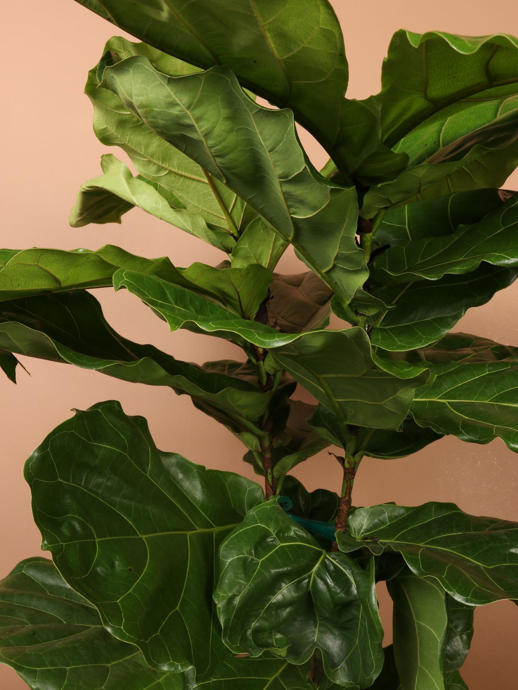 Huge Fiddle Leaf Fig