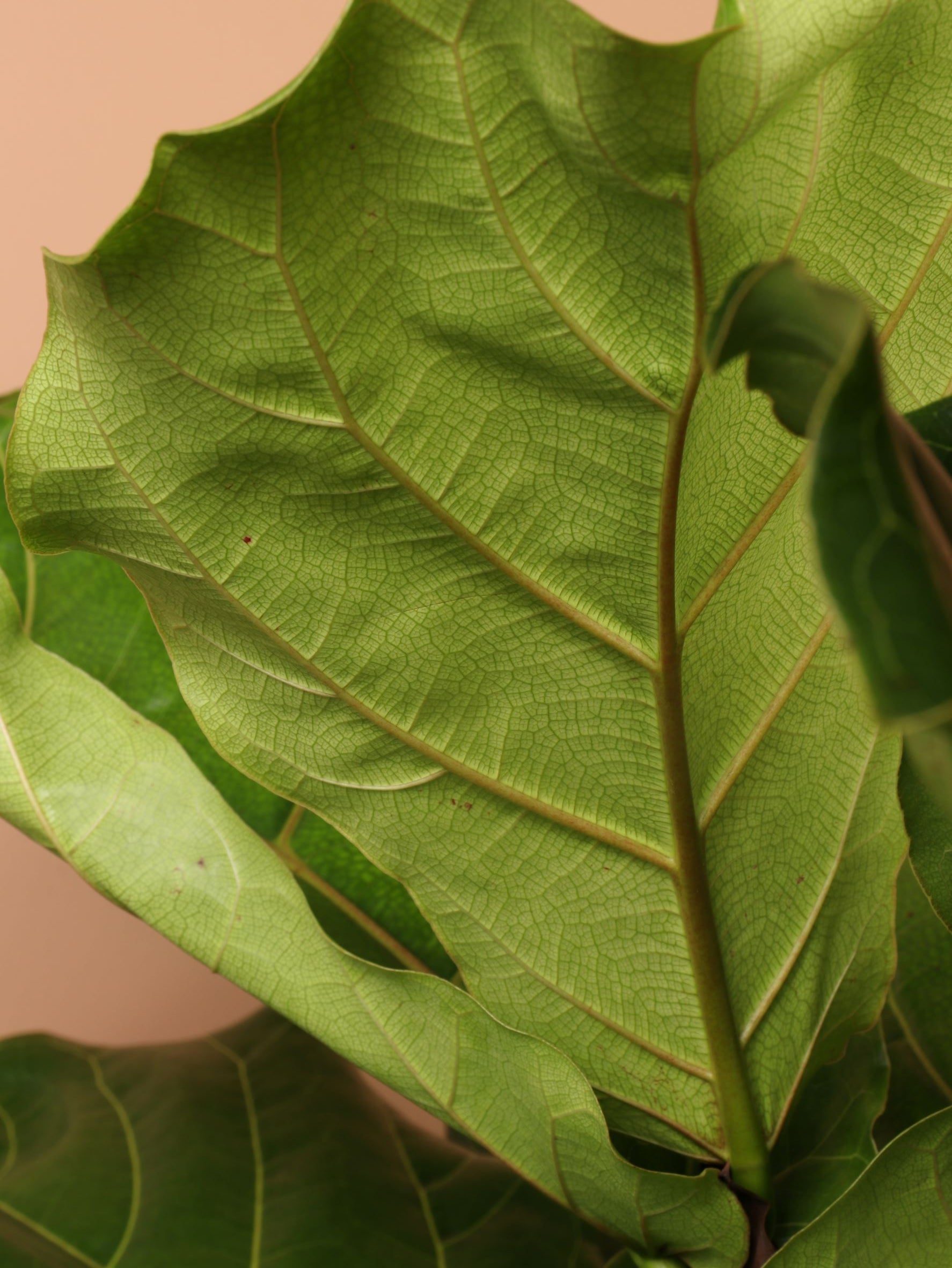 Huge Fiddle Leaf Fig