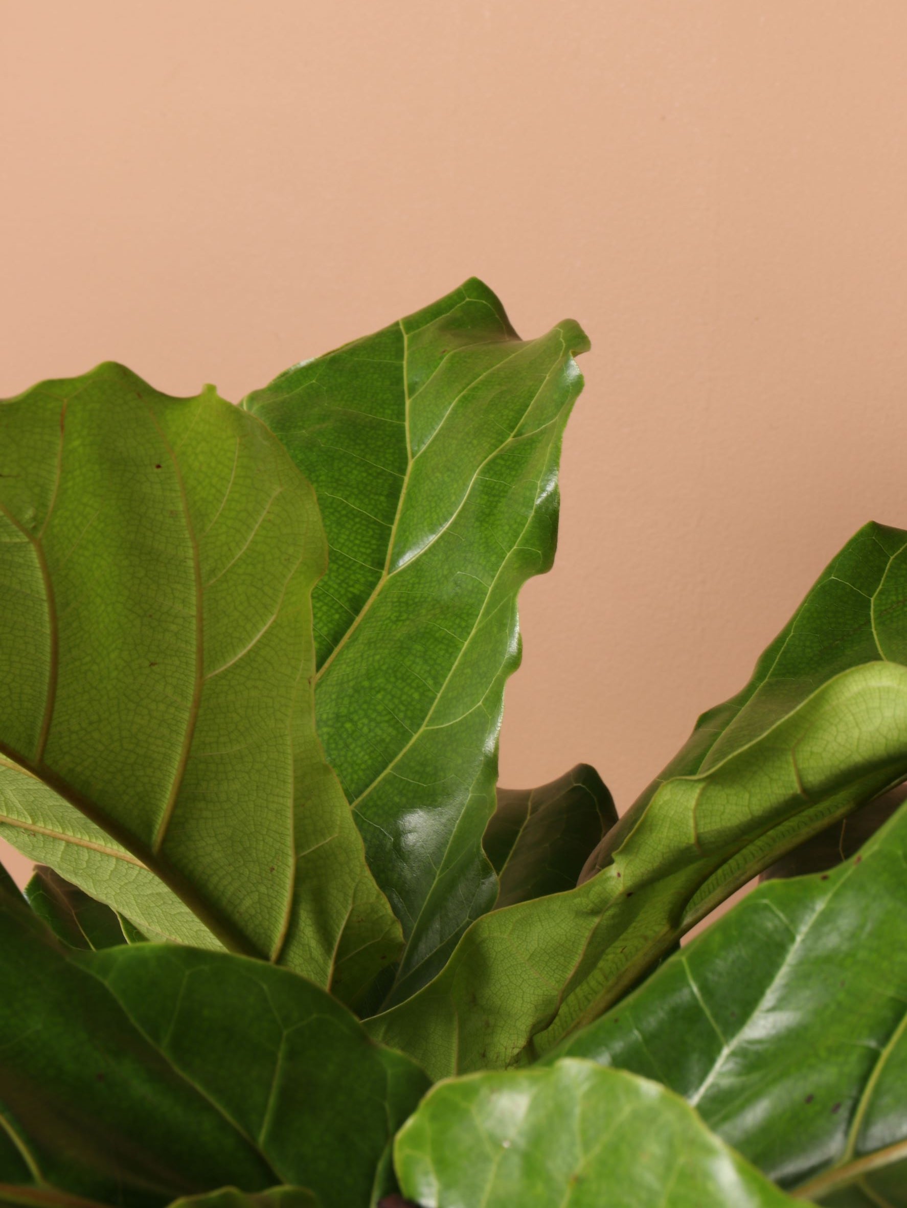 Huge Fiddle Leaf Fig