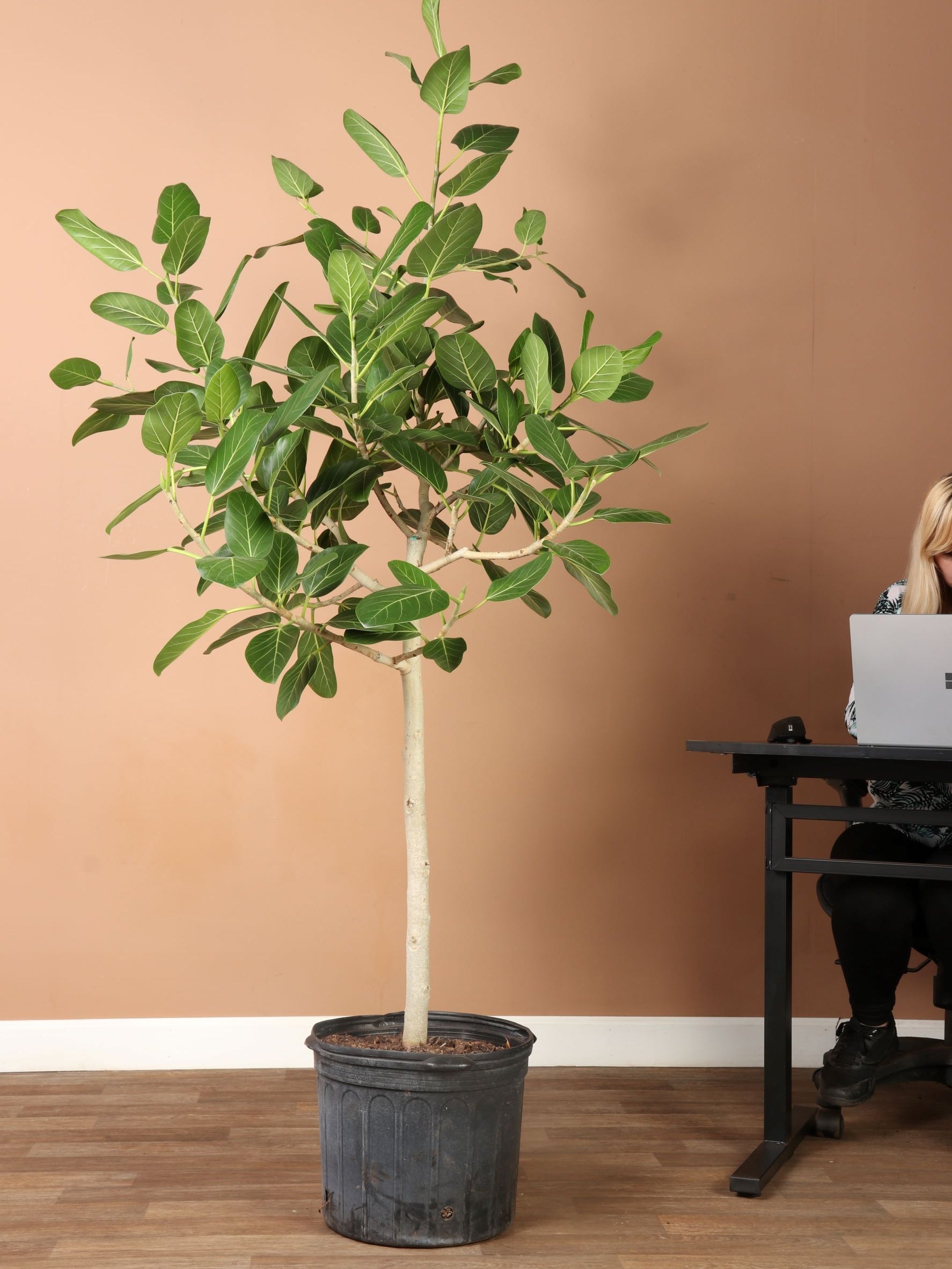 Full Size Audrey Ficus