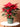 Medium Red Poinsettia