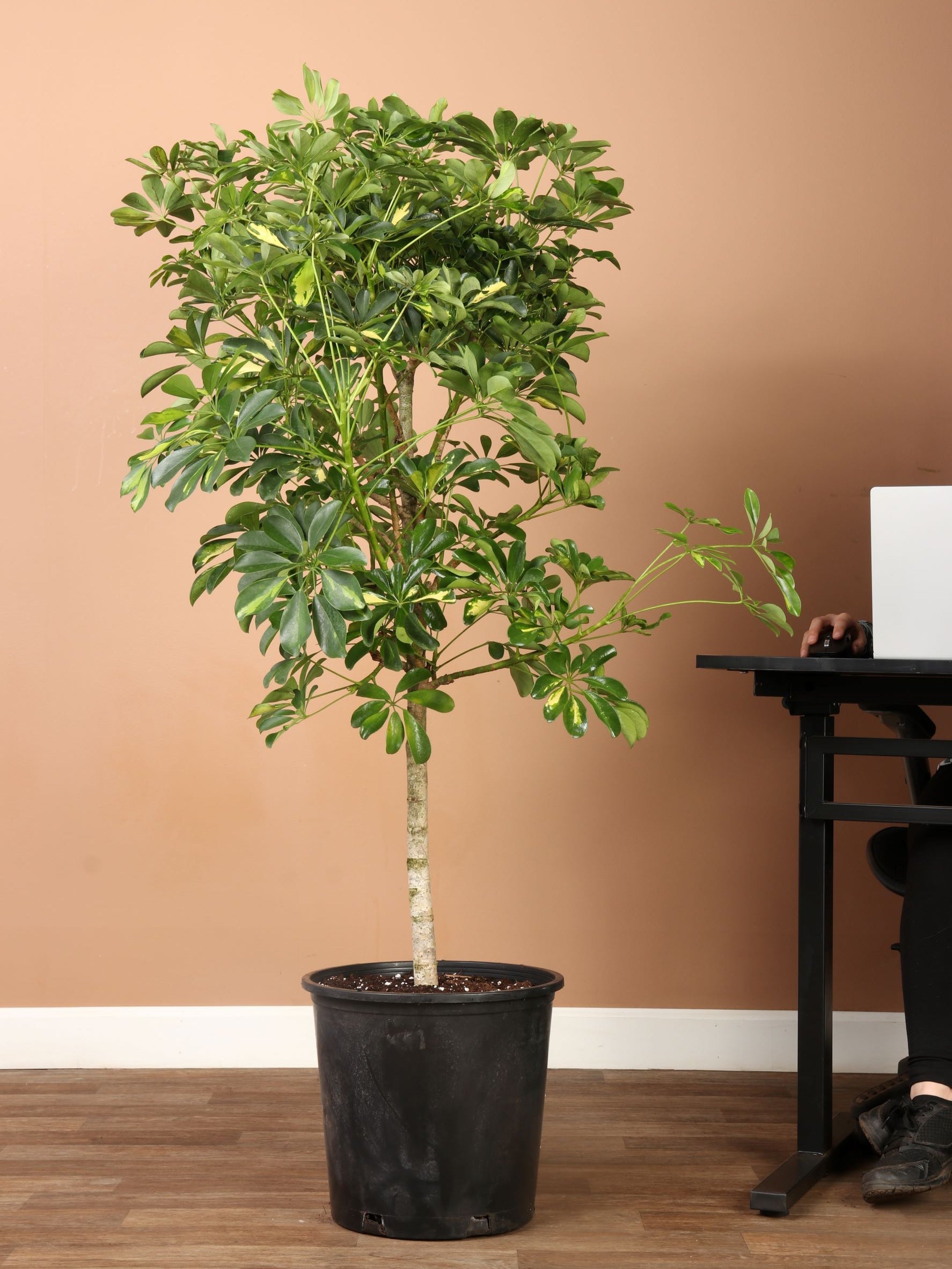 6-8ft Schefflera Arboricola Variegated| Pick the exact one over video call