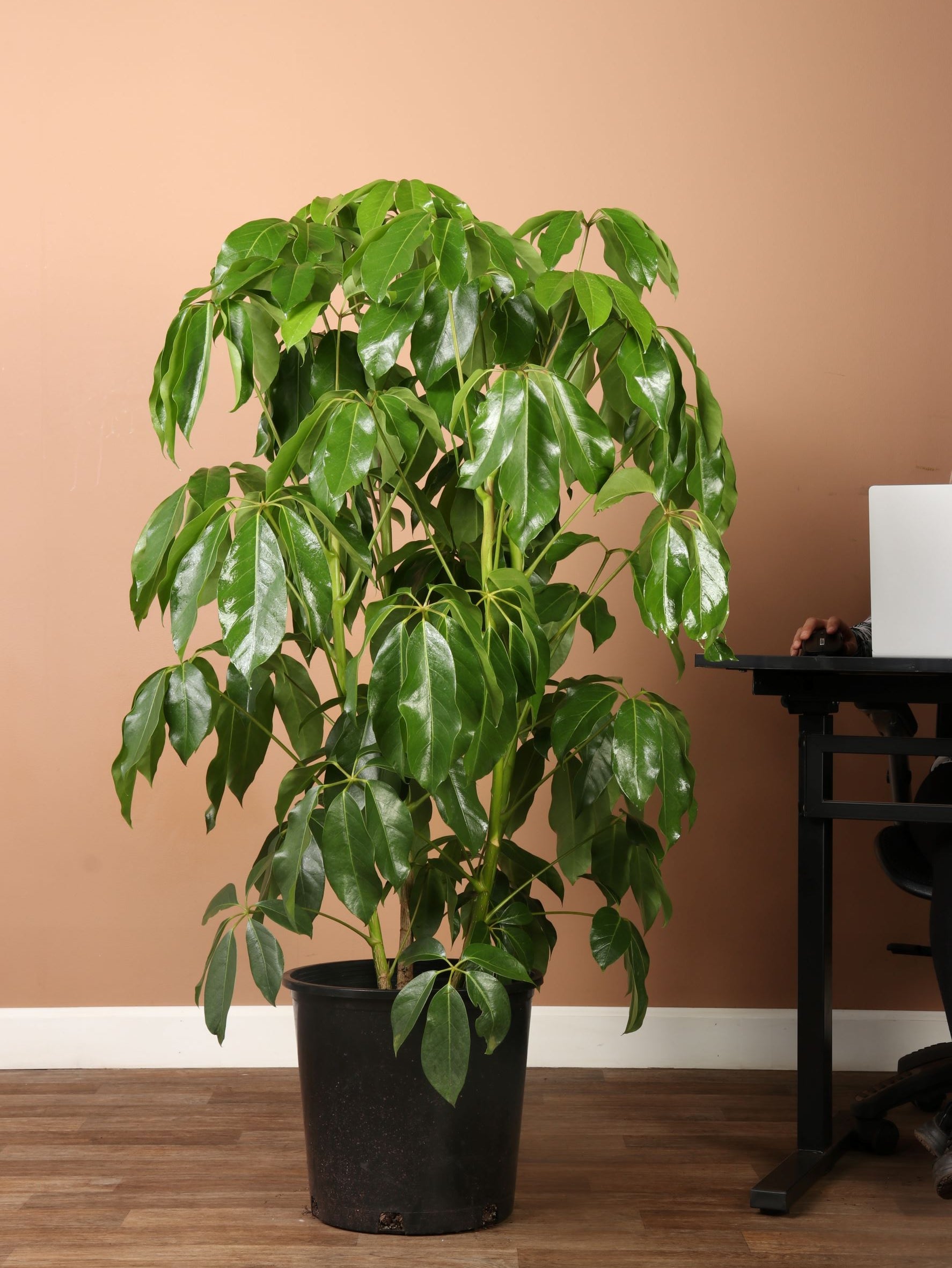 Full Size Schefflera Amate