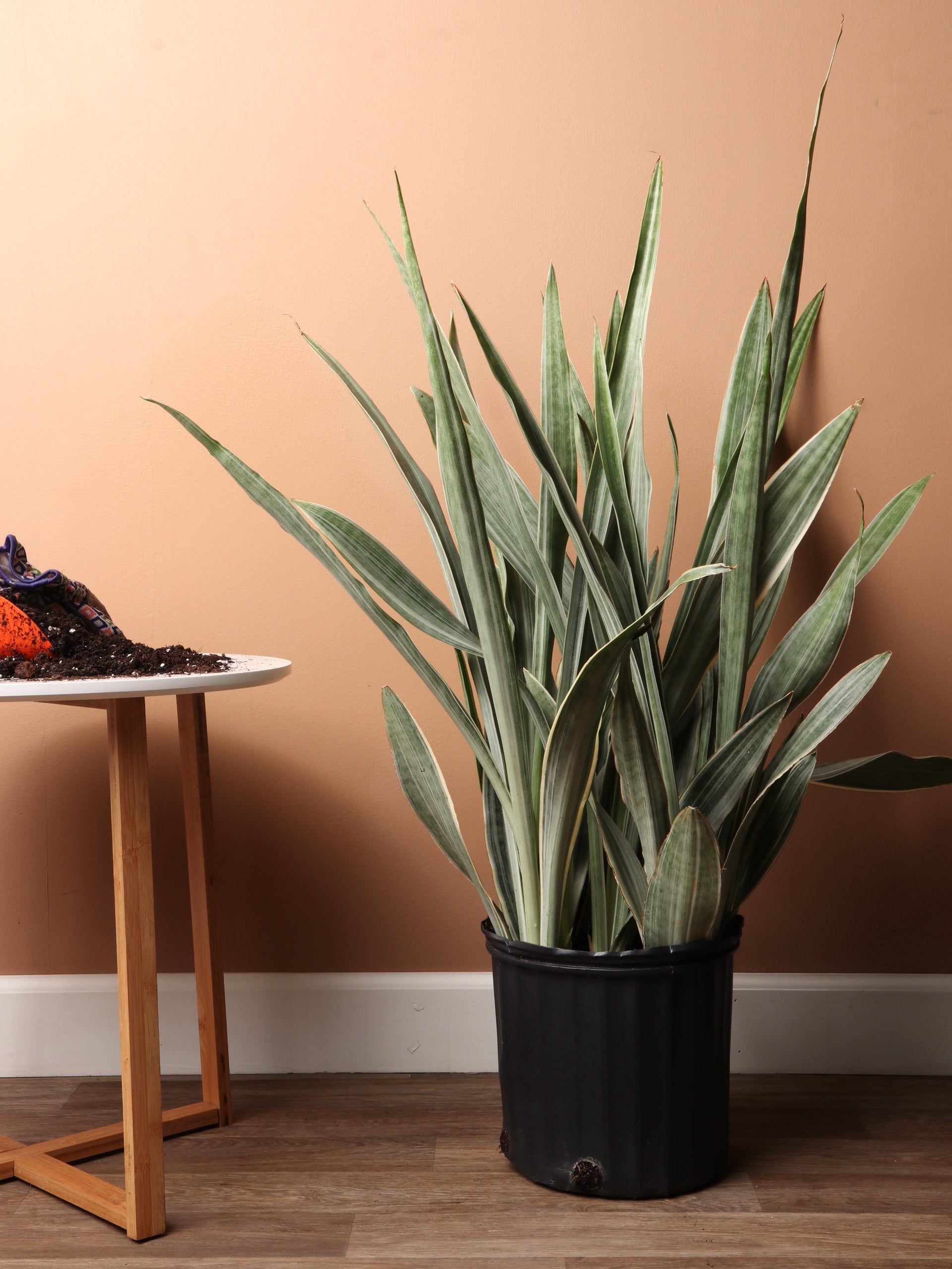 3-5 Ft Snake Plant 'Sayuri'