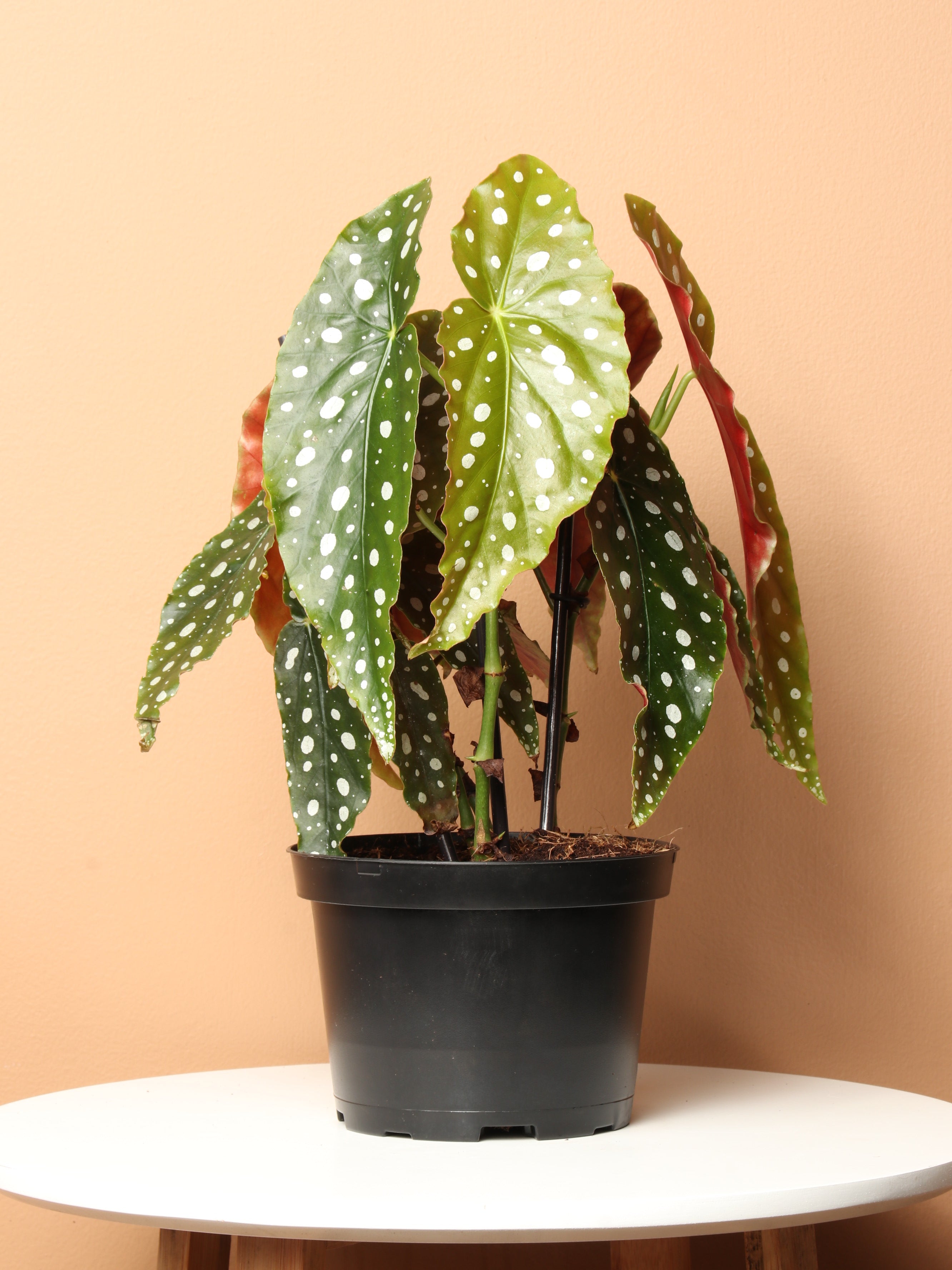 Pafe Plants Begonia Maculata - Thumbnail 2