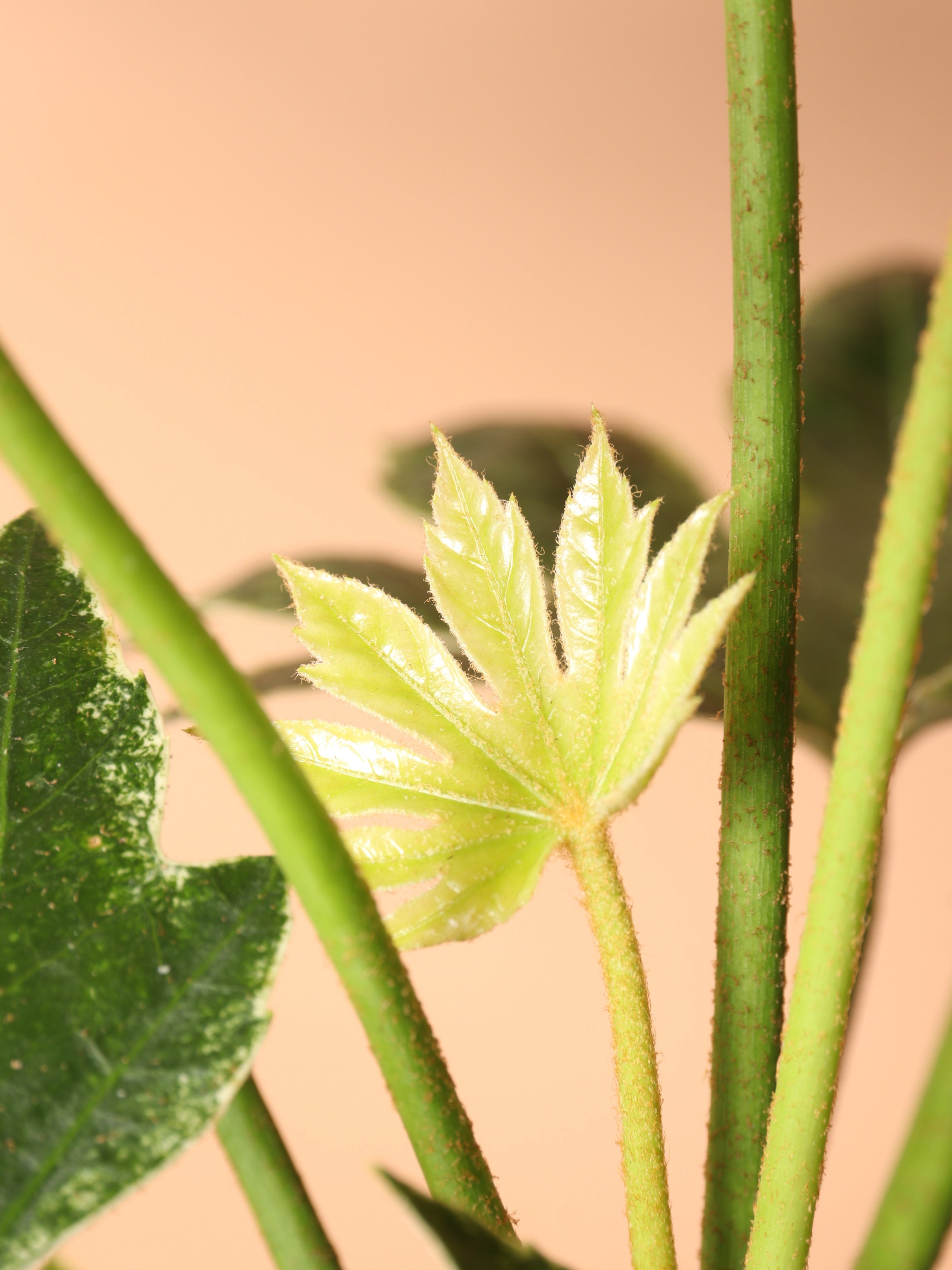 Medium Spider Web Aralia 'Fatsia Japonica'