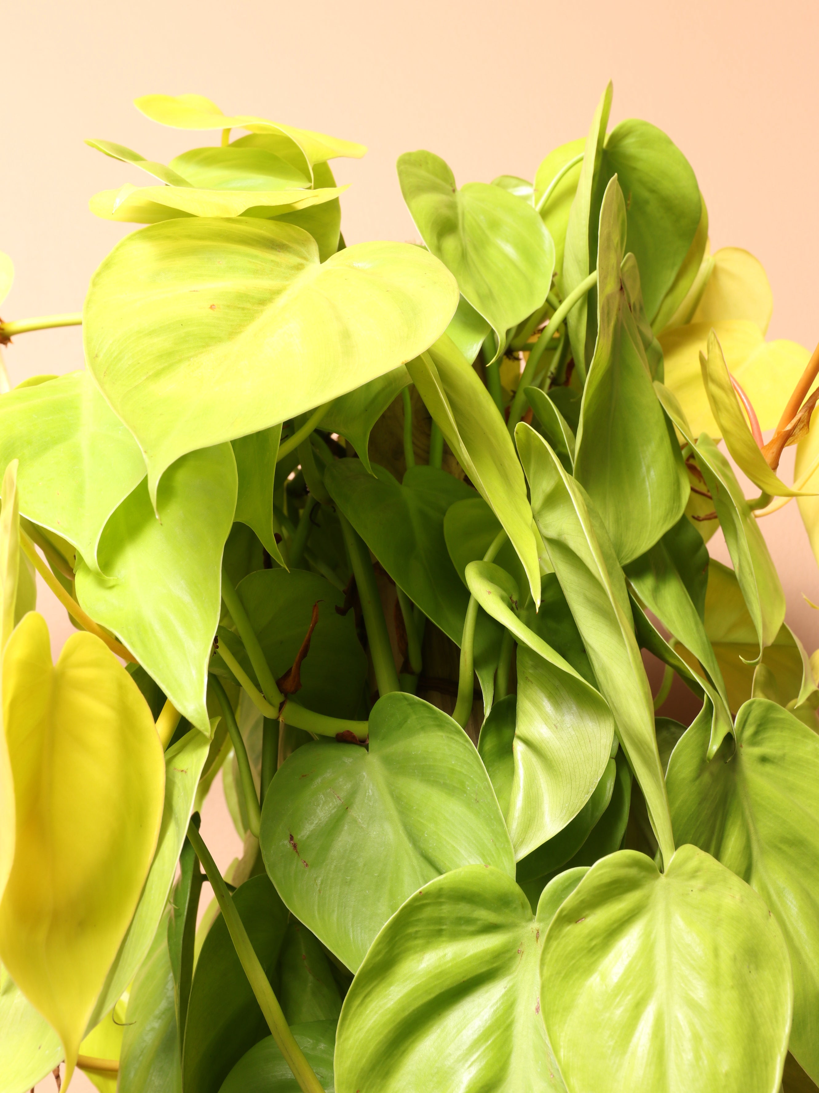 Extra Large Philodendron Cordatum Neon