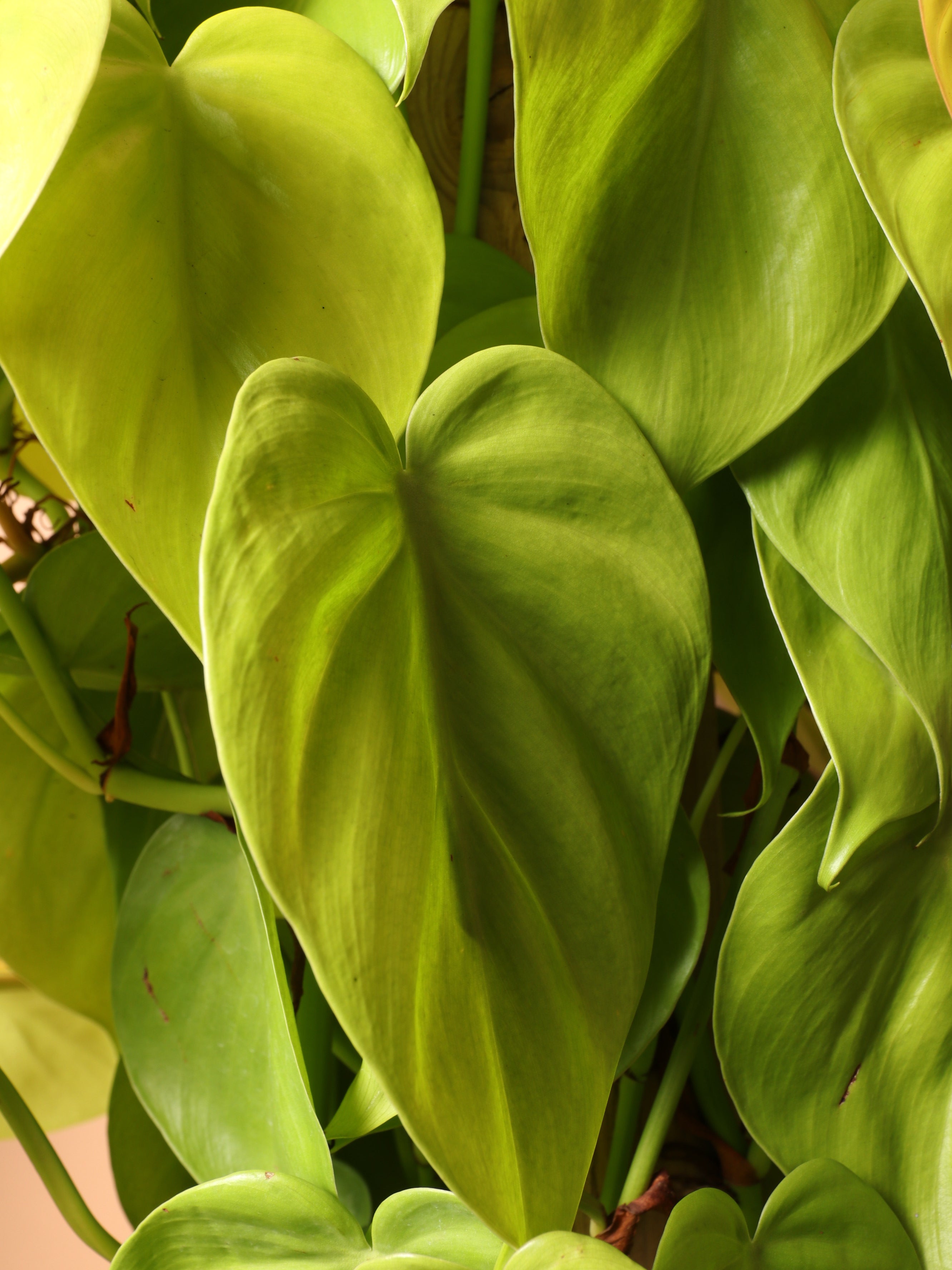 Extra Large Philodendron Cordatum Neon