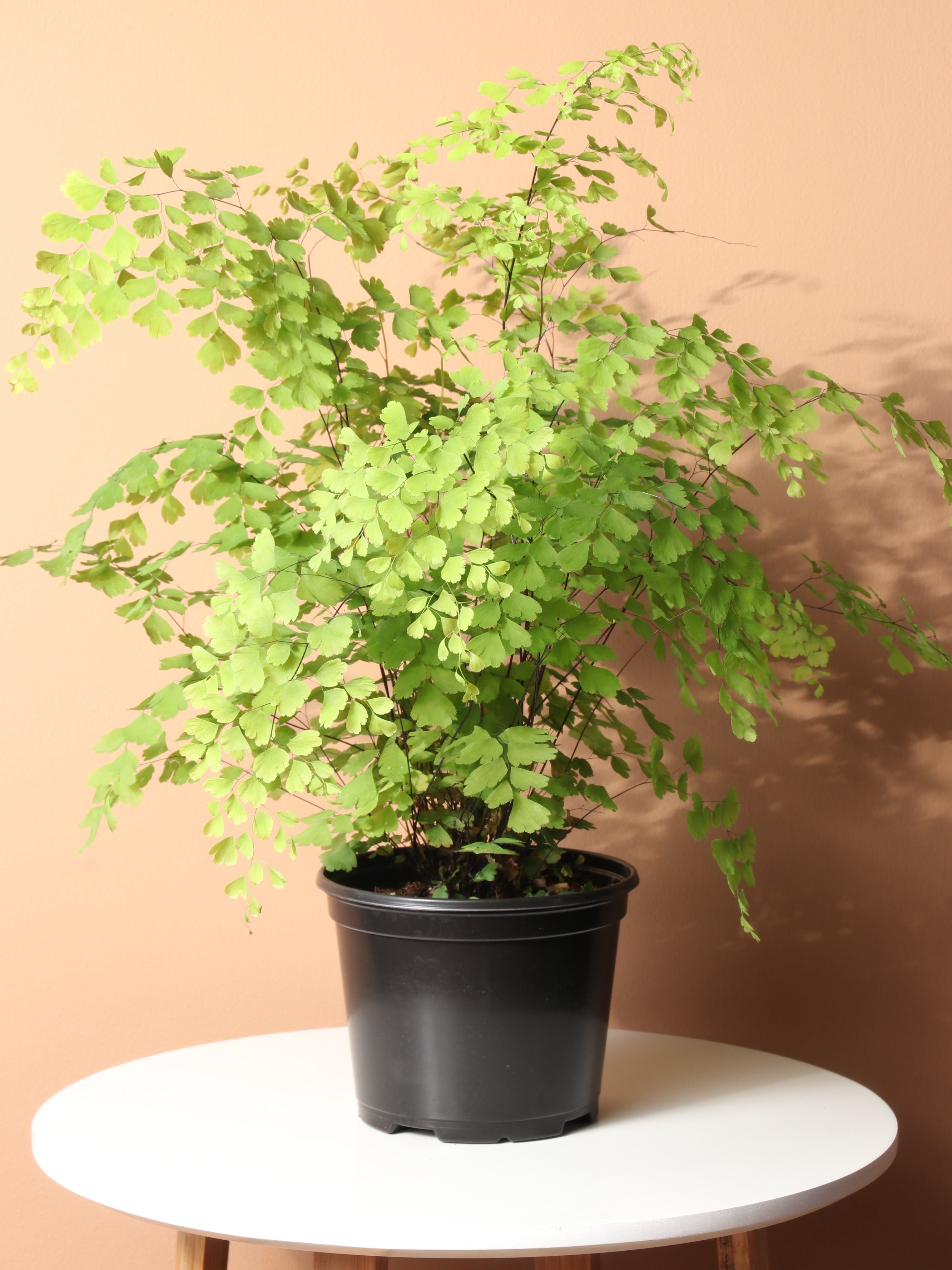 Medium Maidenhair Fern