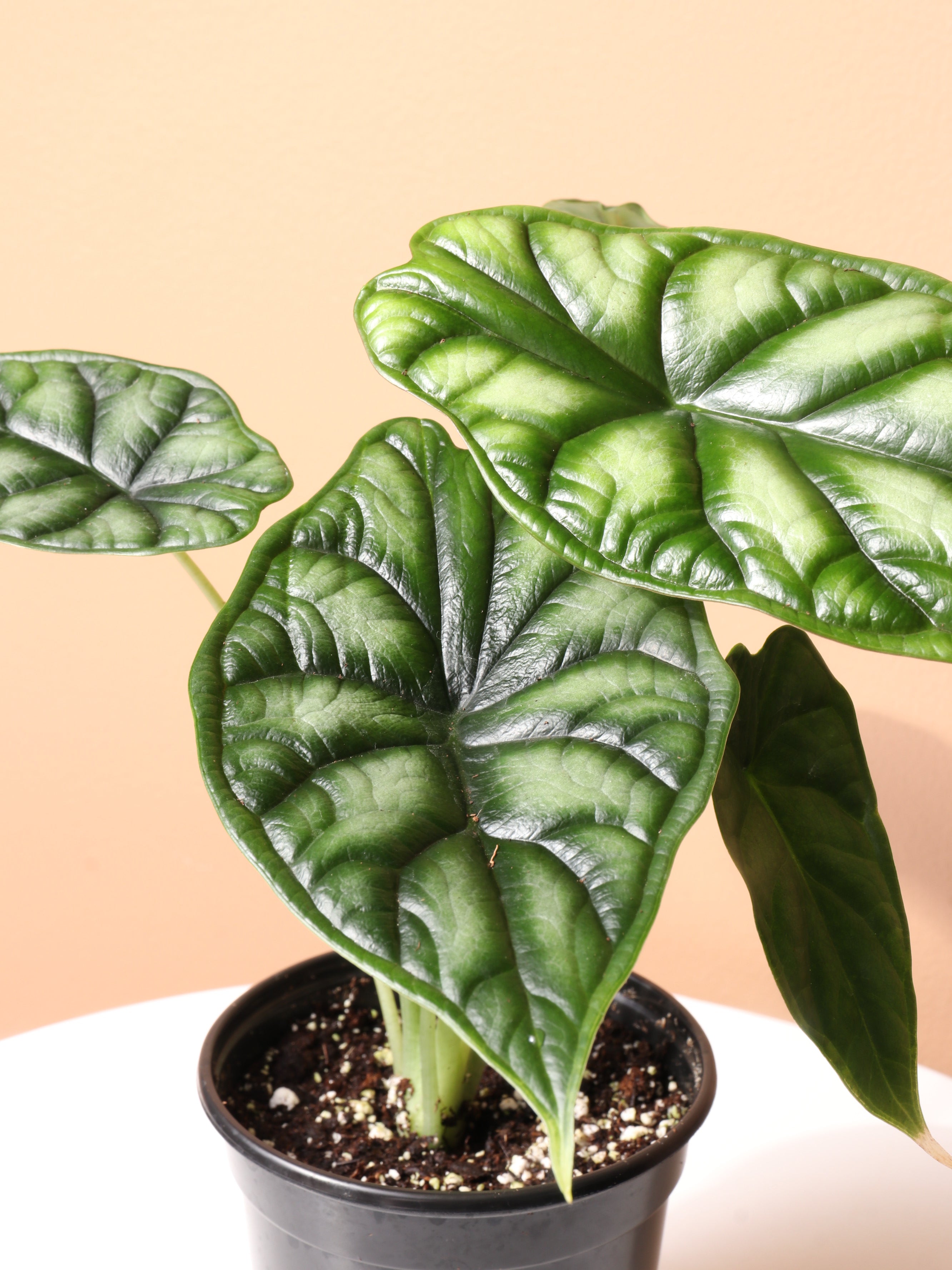 Small Alocasia Dragon Scale