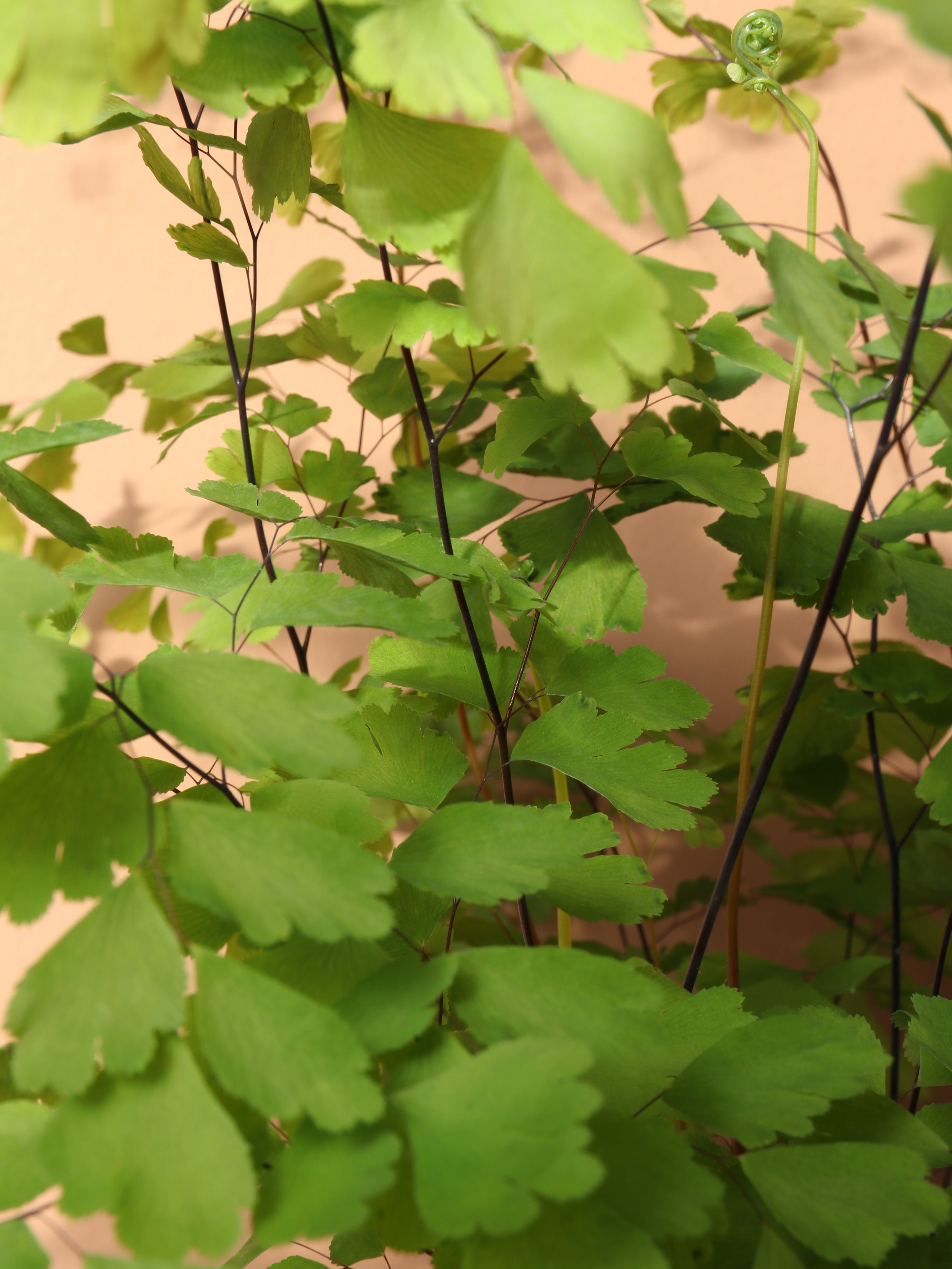 Medium Maidenhair Fern