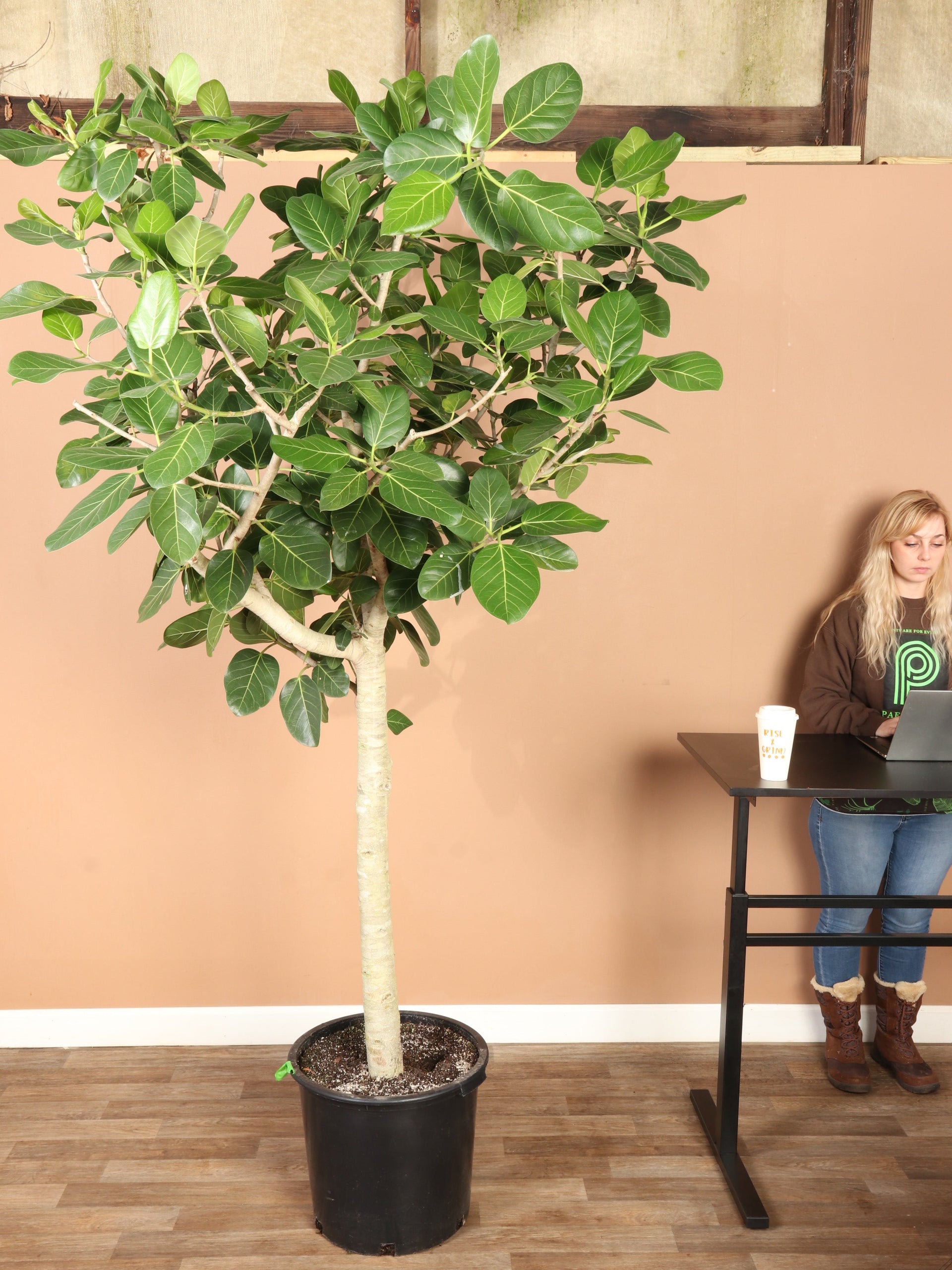 Huge Audrey Ficus