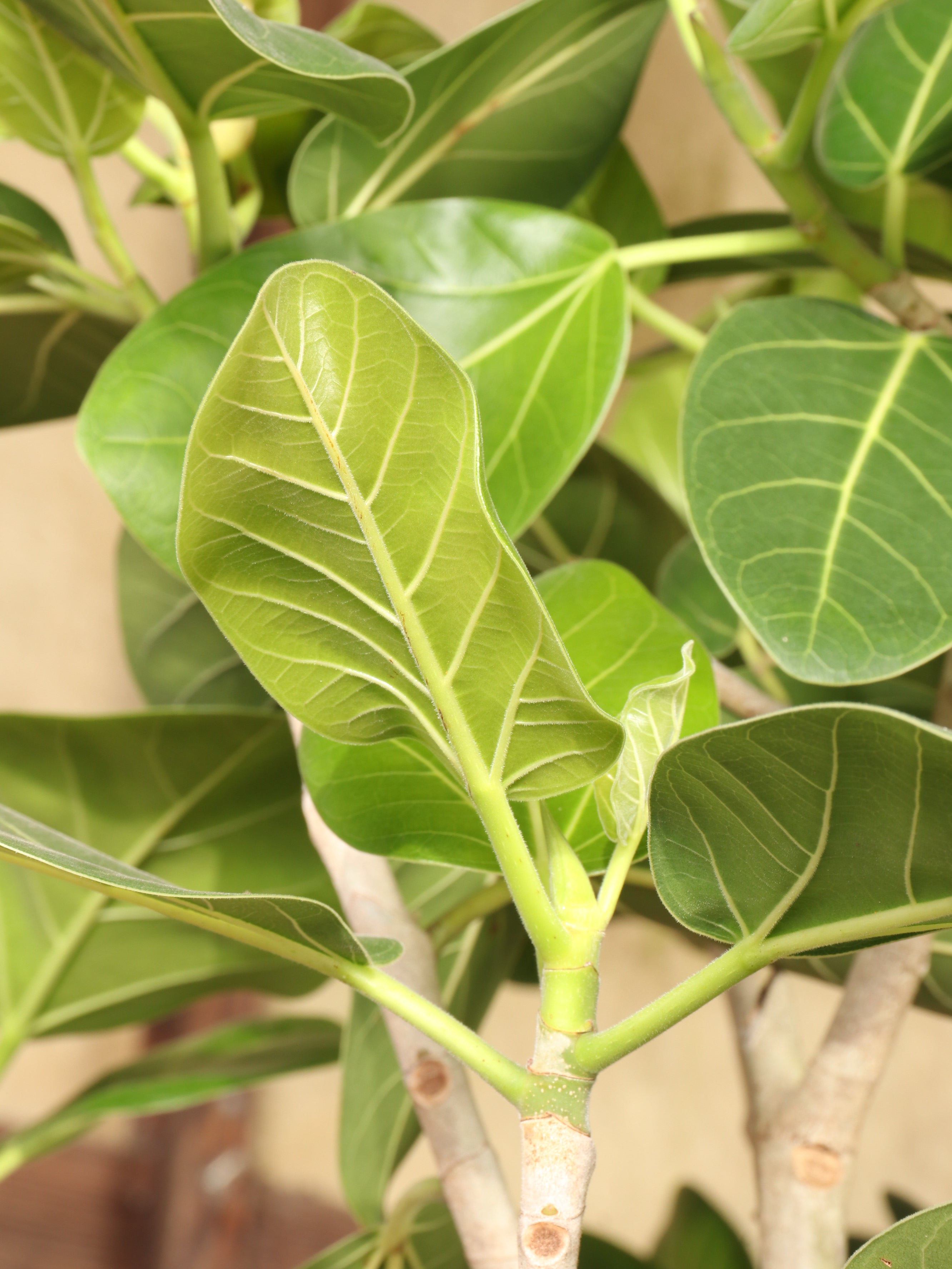 Huge Audrey Ficus