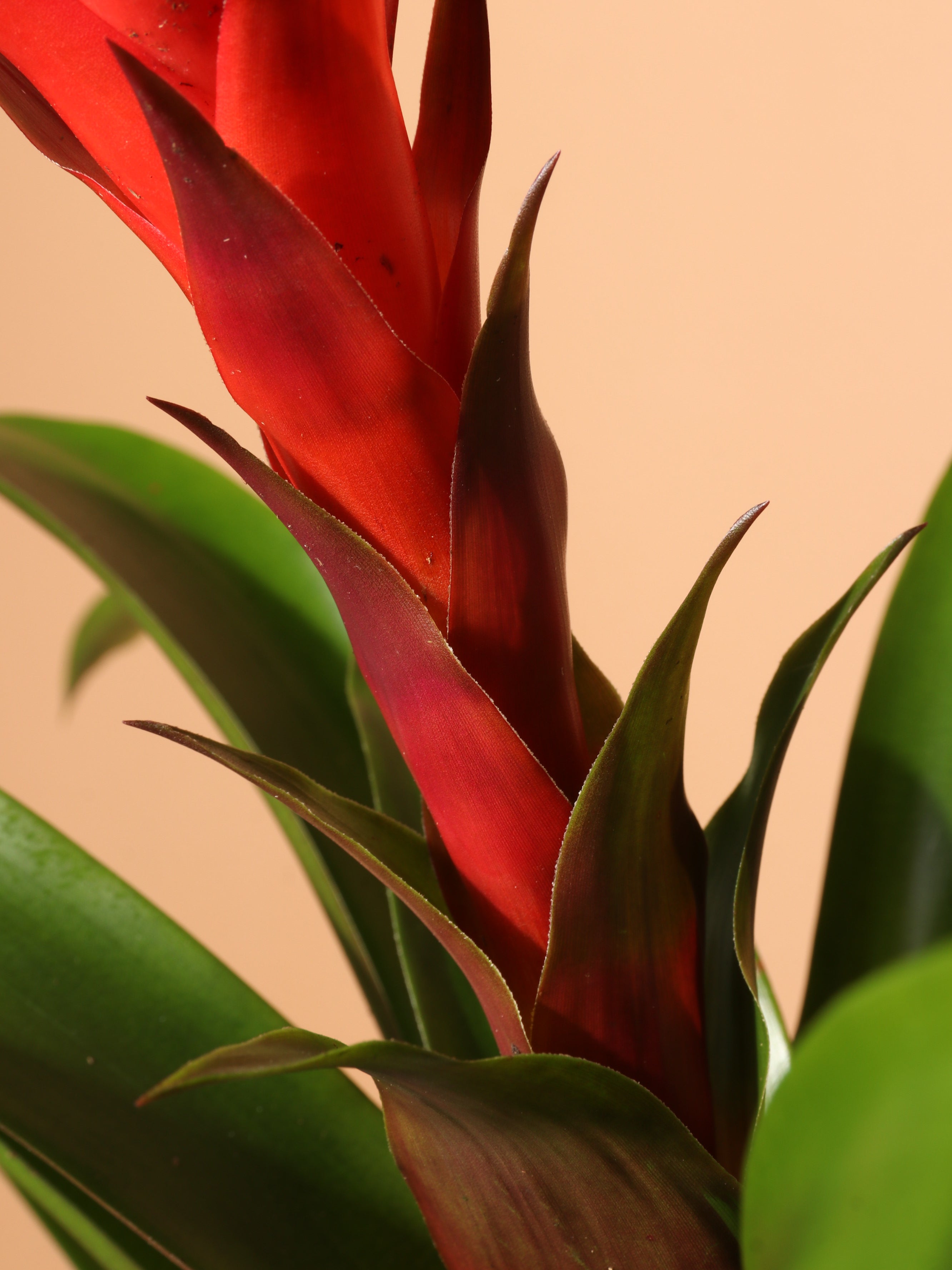 Medium Red Bromeliad