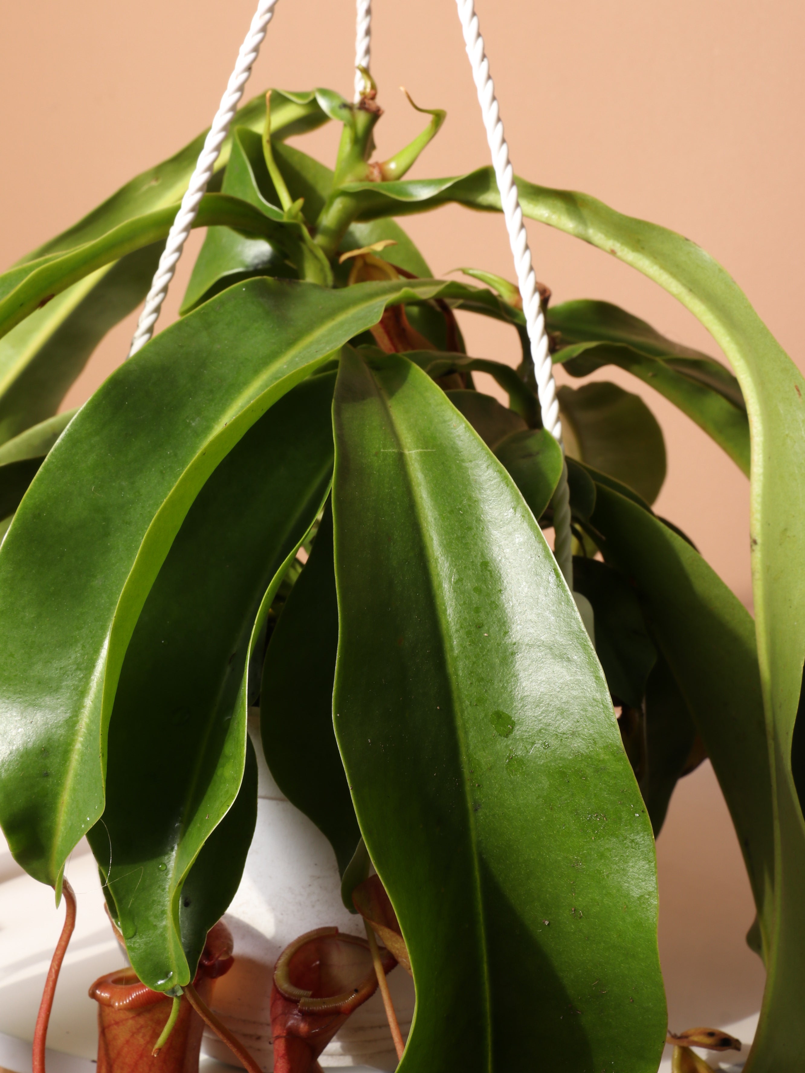 Hanging Pitcher Plant