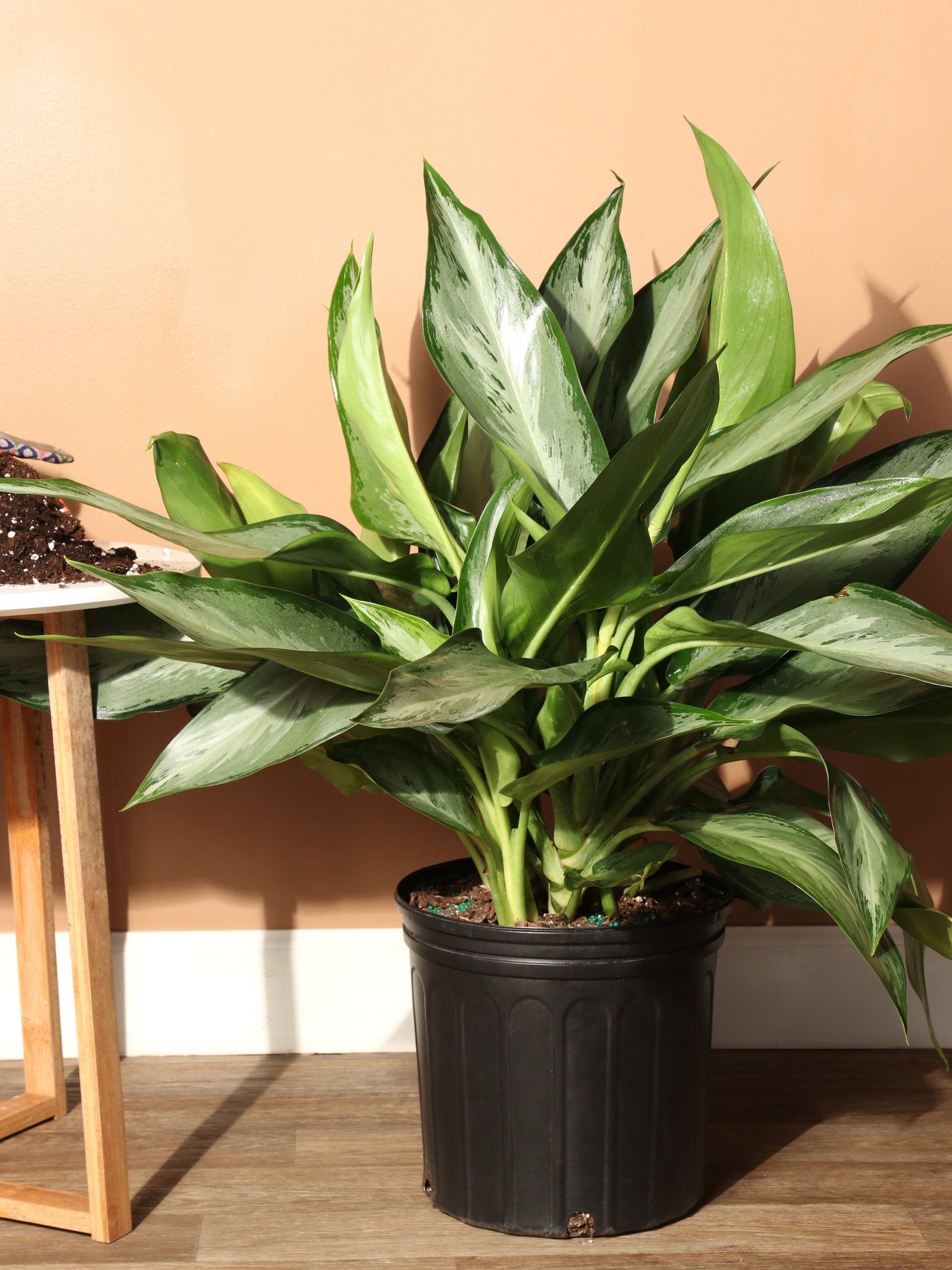 aglaonema large big leaves 3-5 Ft Aglaonema 'Silverado'