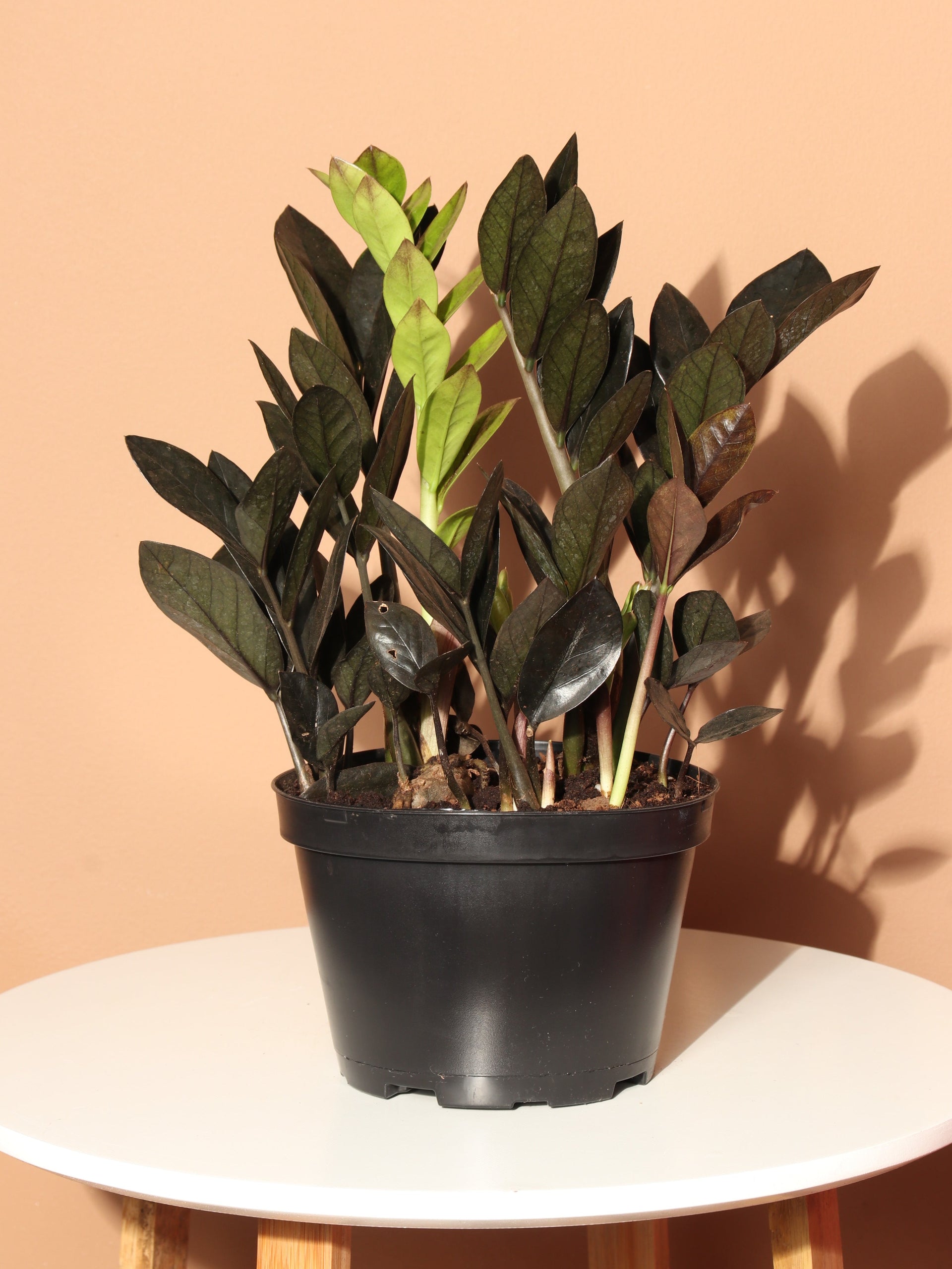 raven zz plant large Medium Black Raven ZZ Plant – Pafe Plants