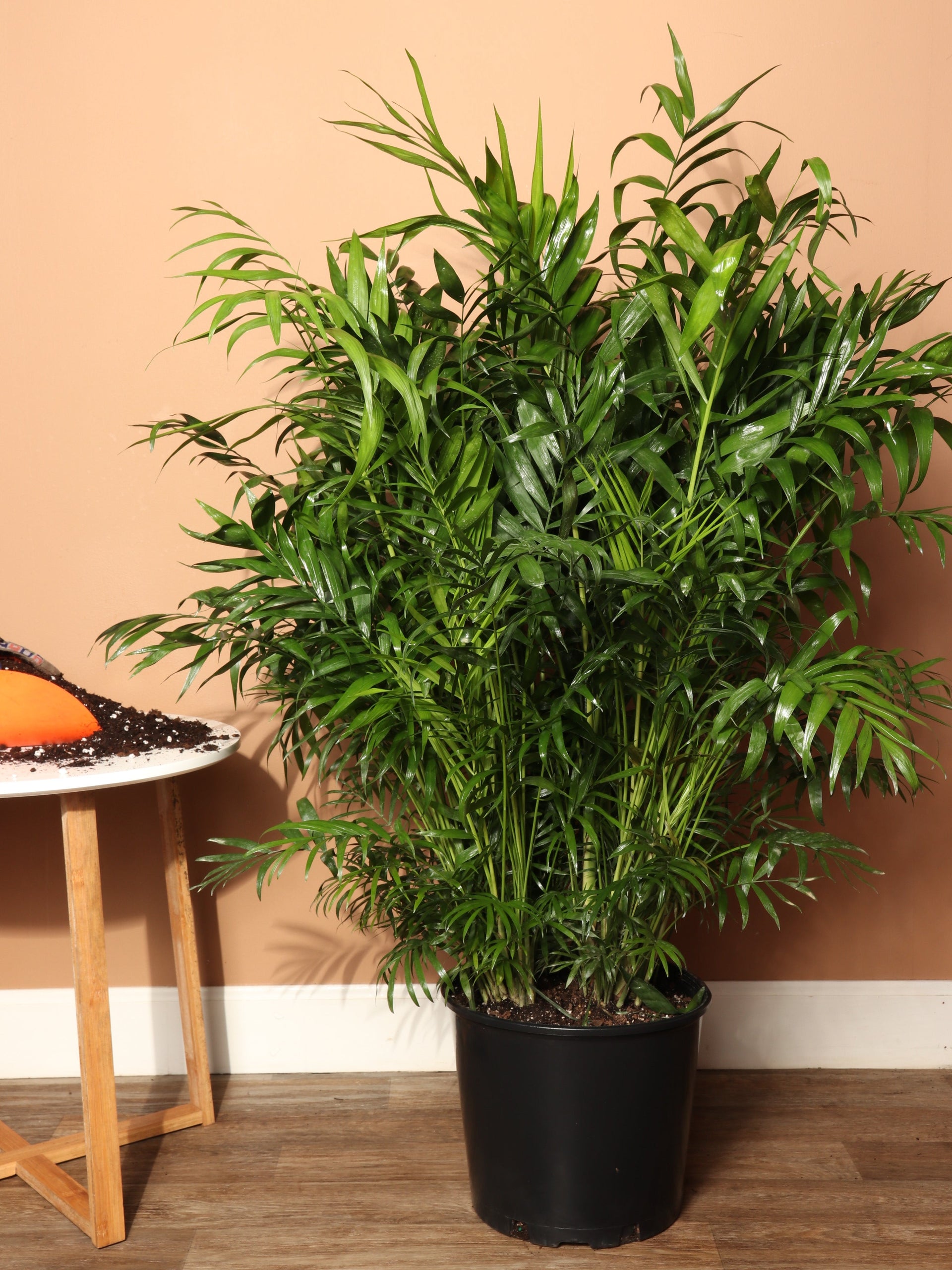 2-3 Ft Parlor Palm