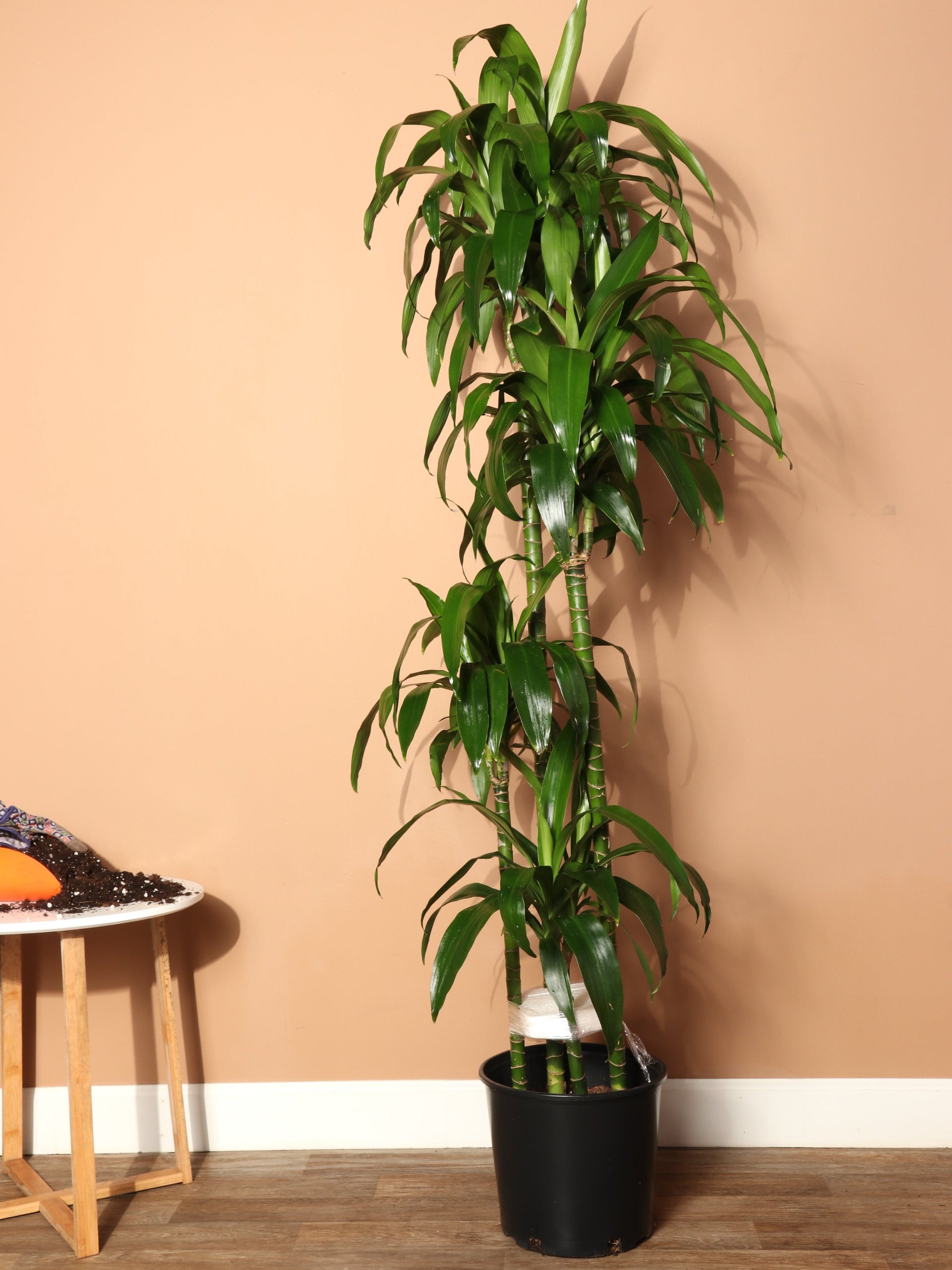 dracaena lisa cane care Large Lisa Cane