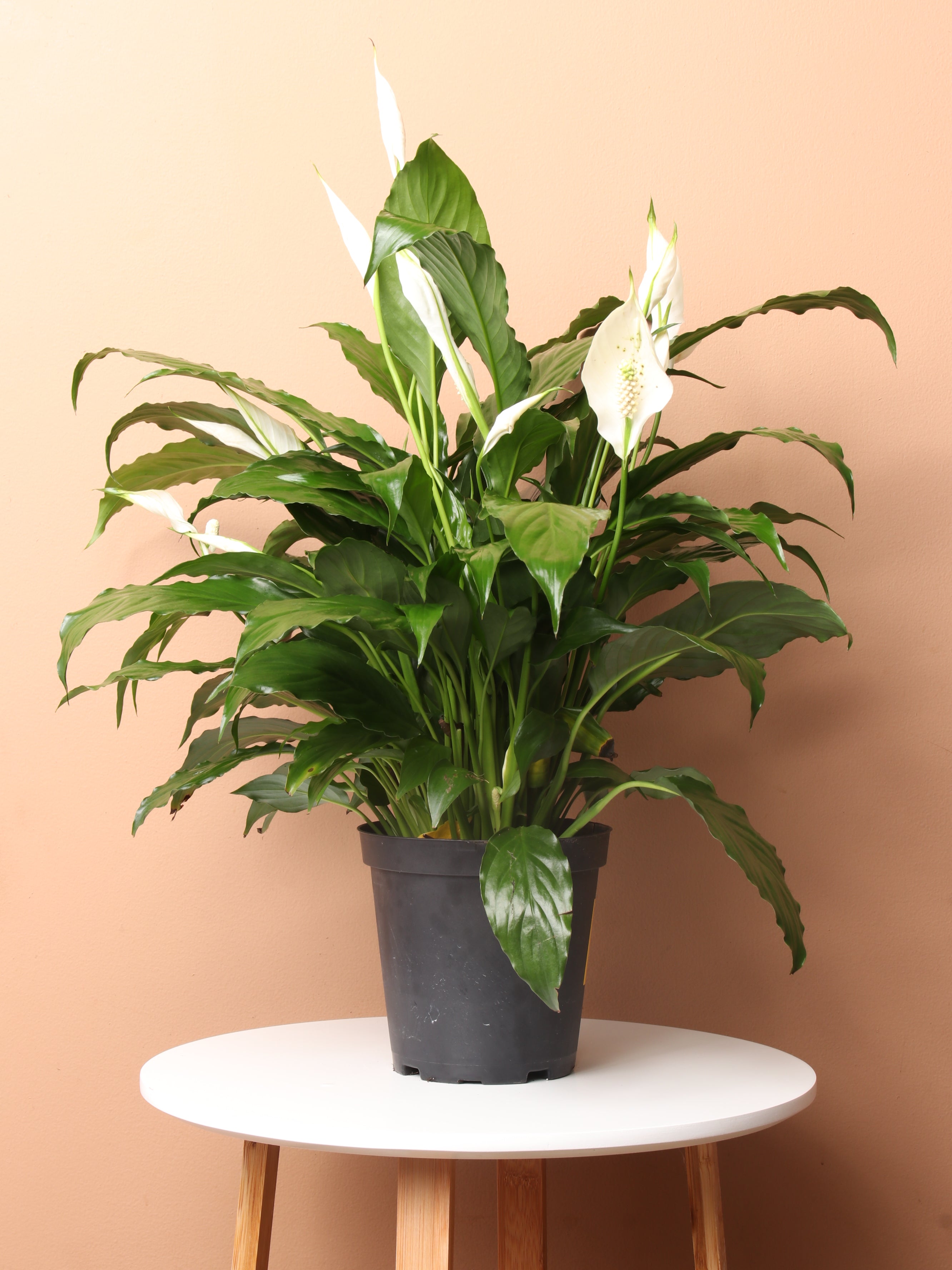 Medium Peace Lily