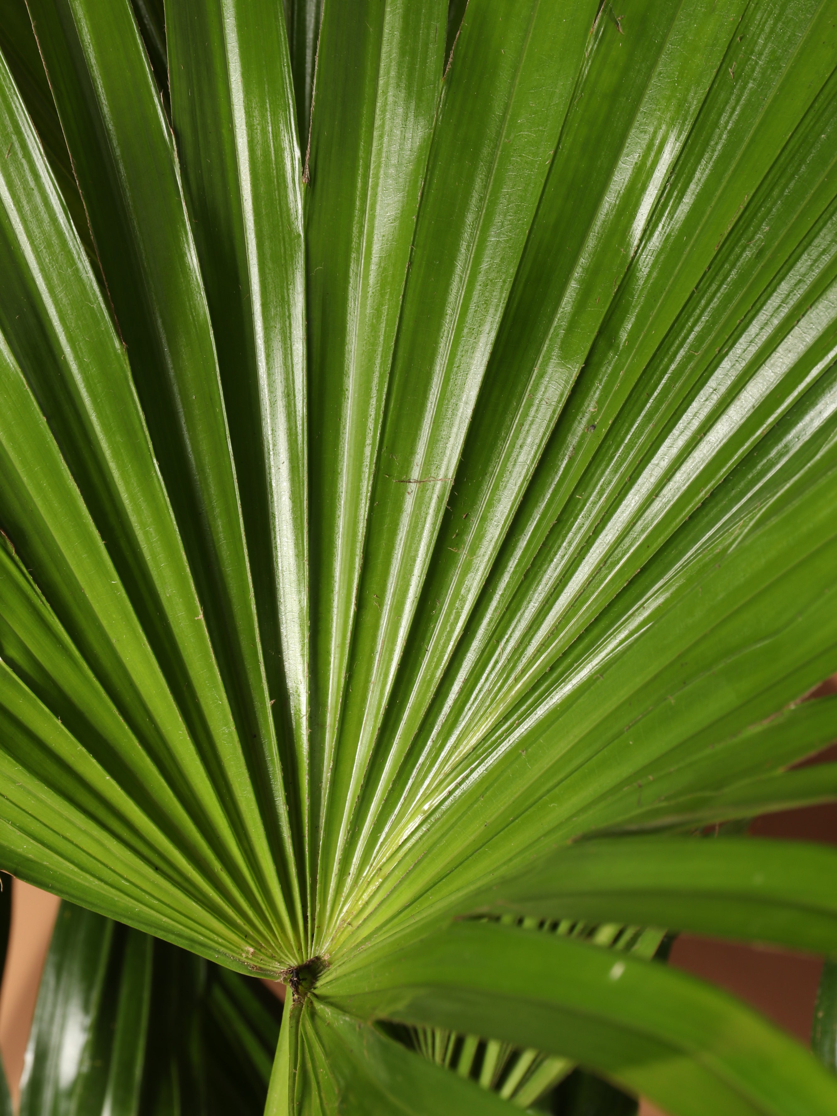 Extra Large Chinese Fan Palm