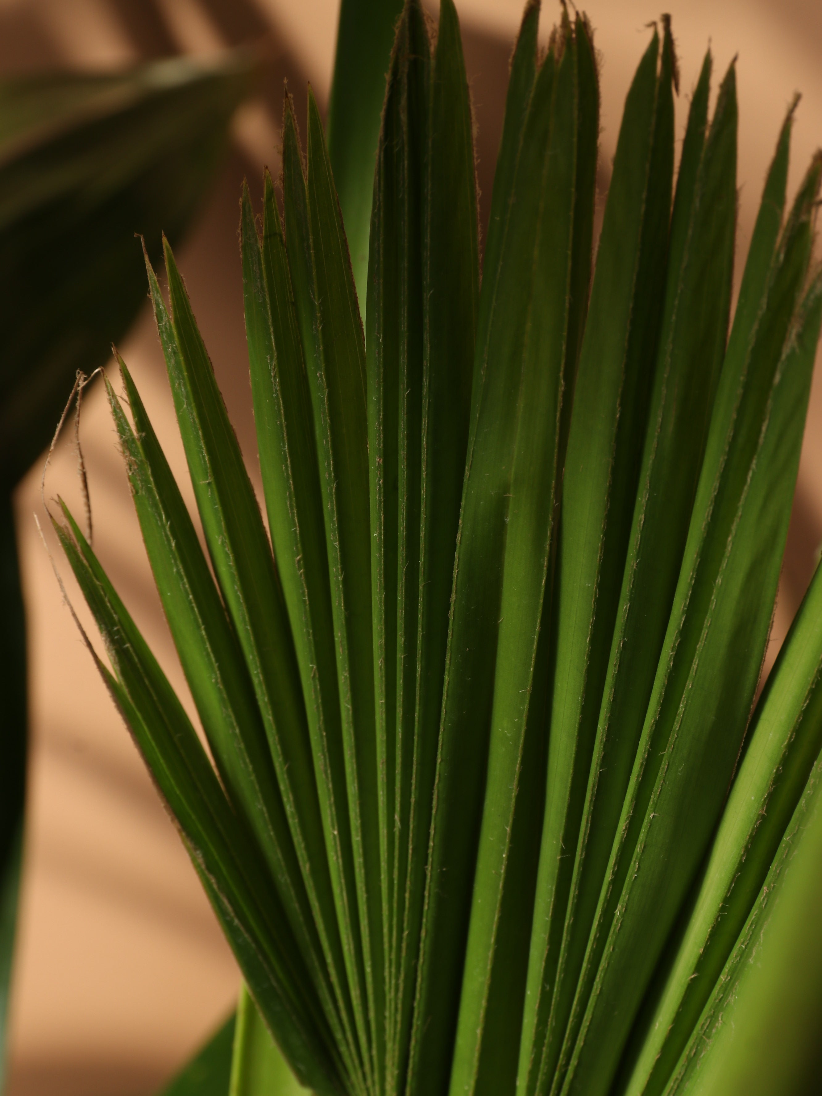 Pafe Plants Chinese Fan Palm - Thumbnail 4