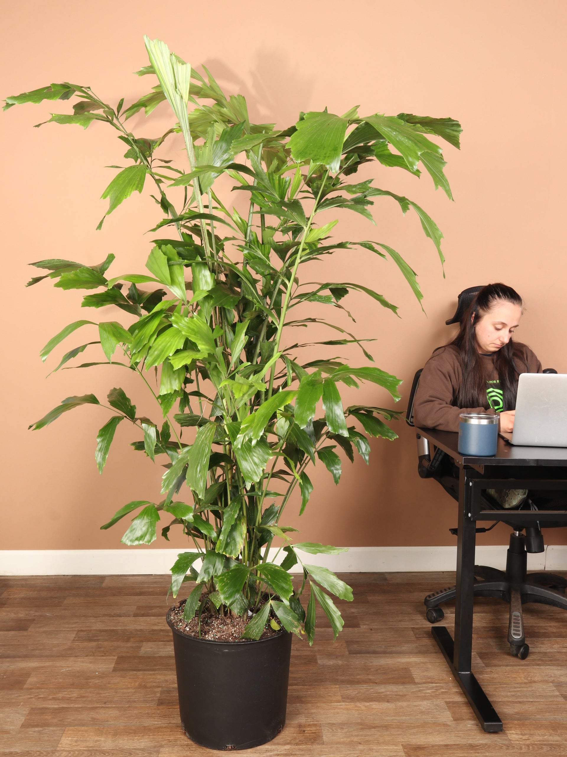 6-8ft Fishtail Palm