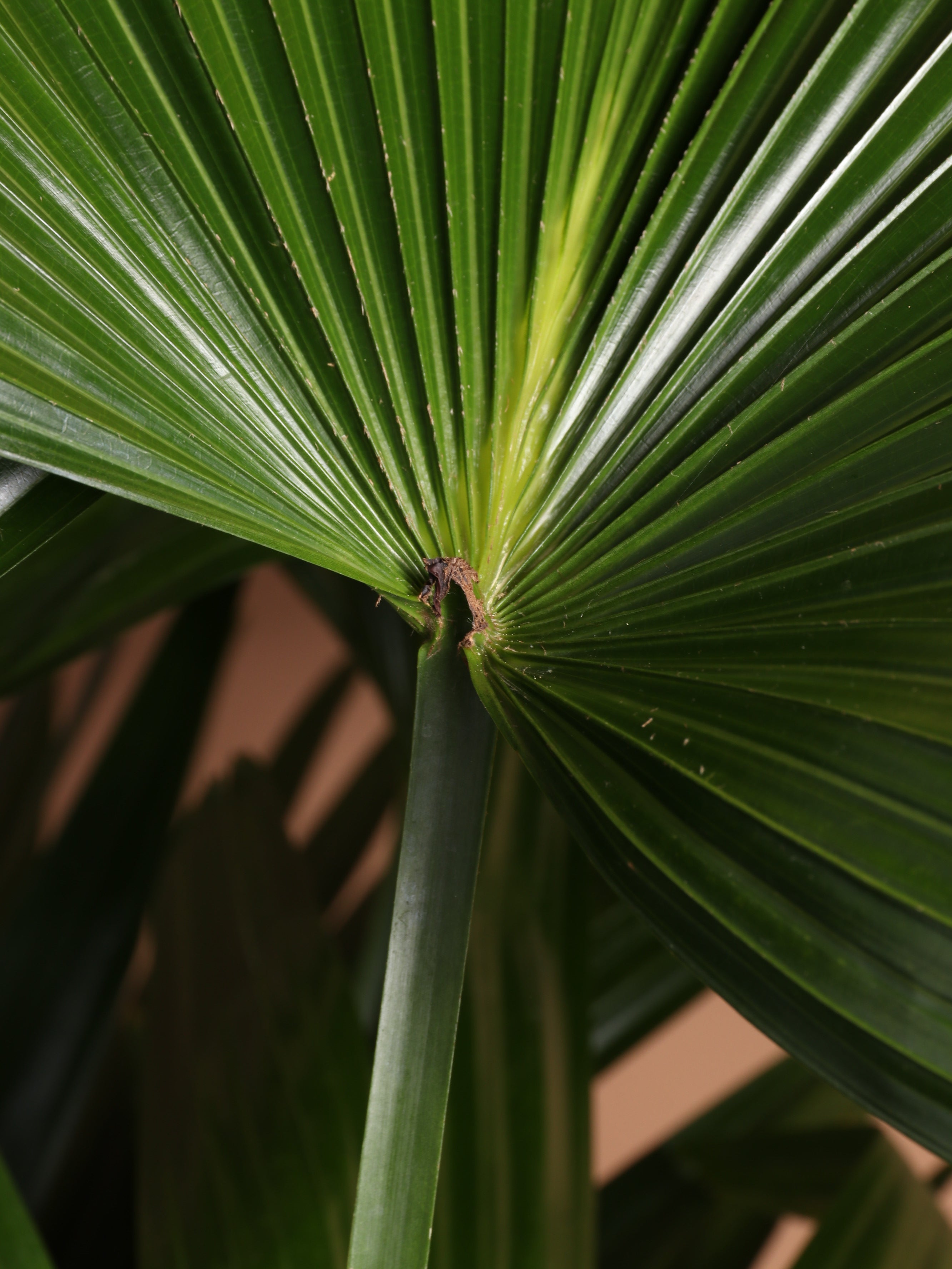 Full Size Chinese Fan Palm