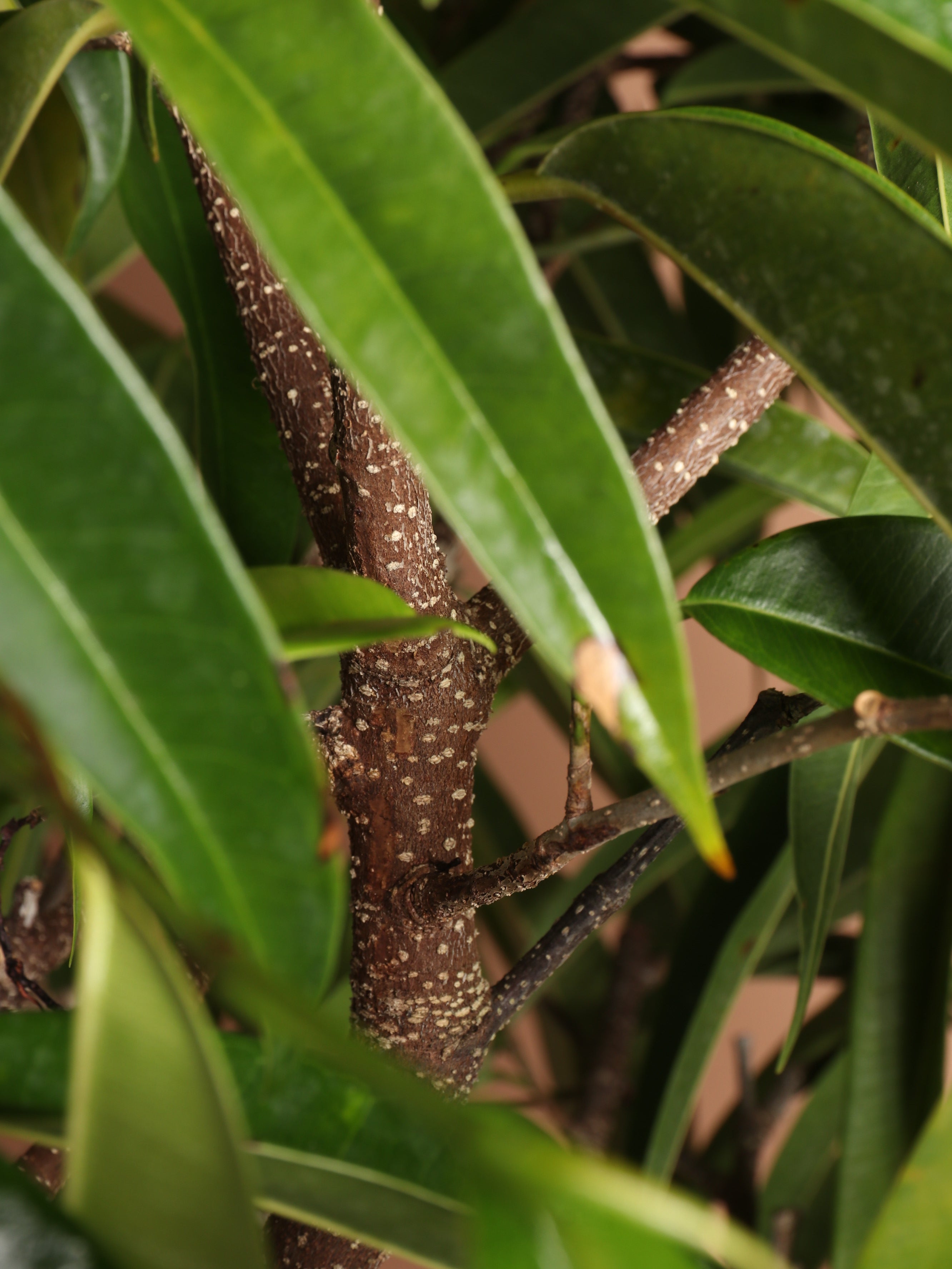 Full Size Ficus Alii (maclellandii)