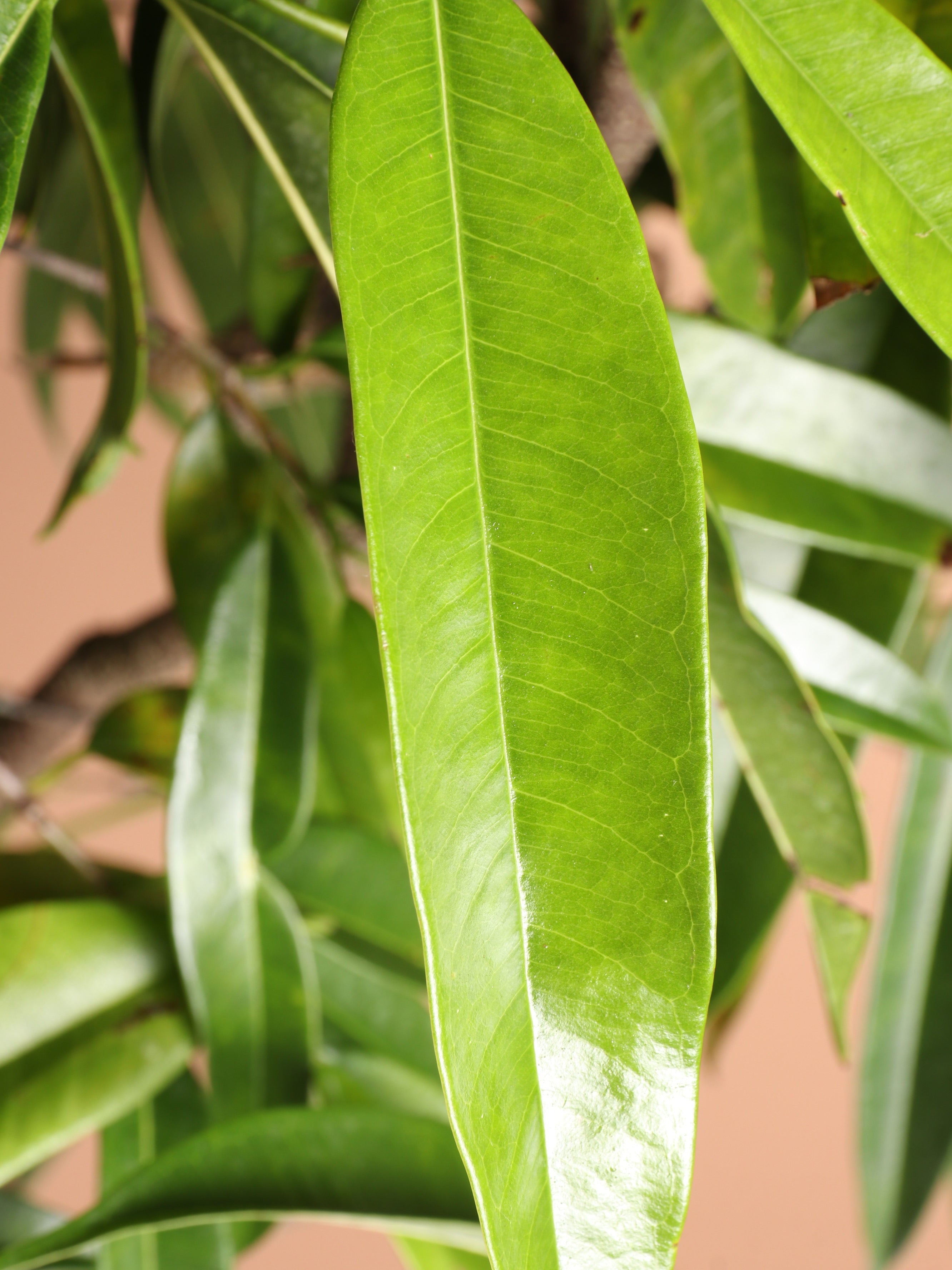 Full Size Ficus Alii (maclellandii)