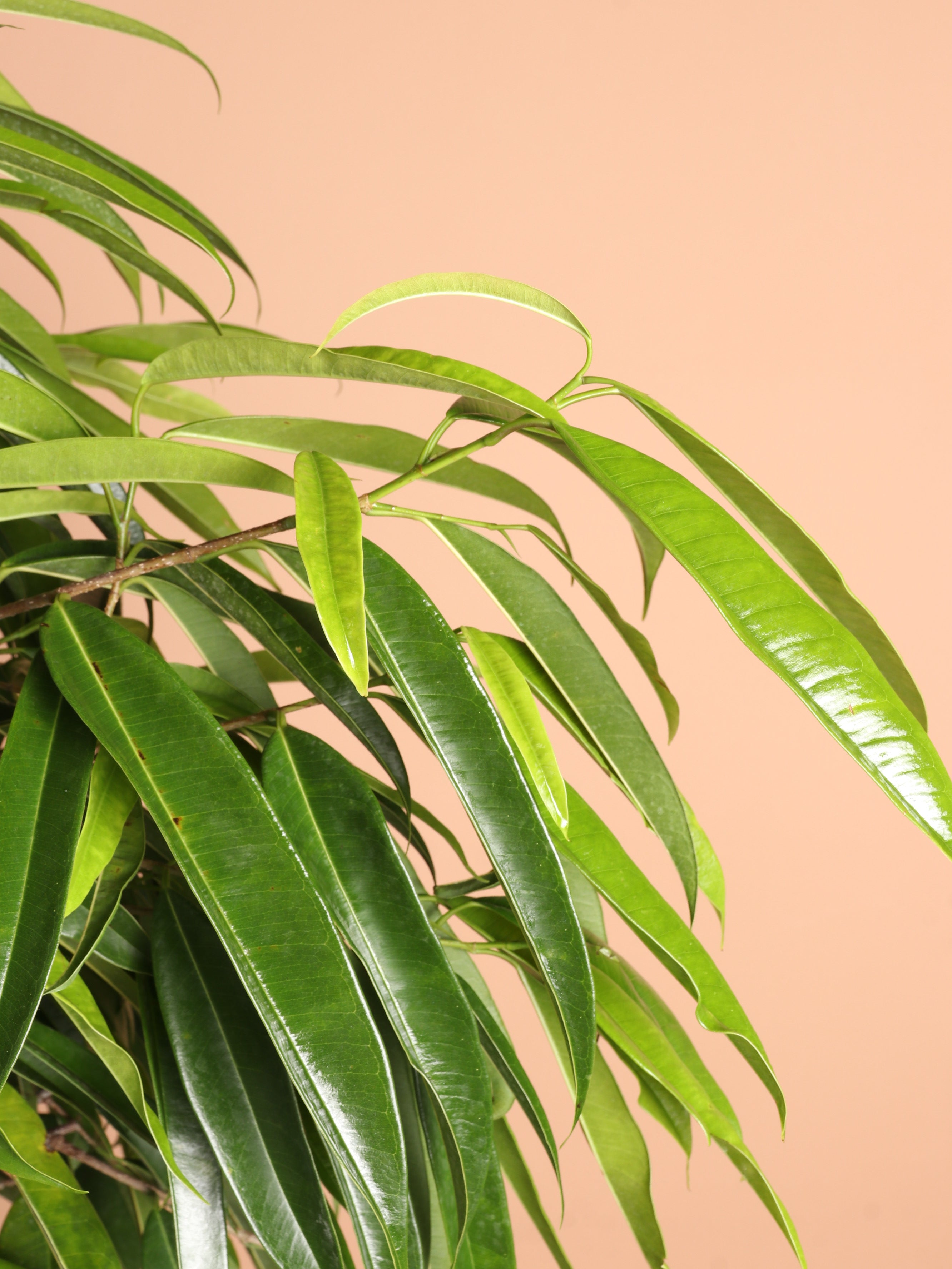 Full Size Ficus Alii (maclellandii)