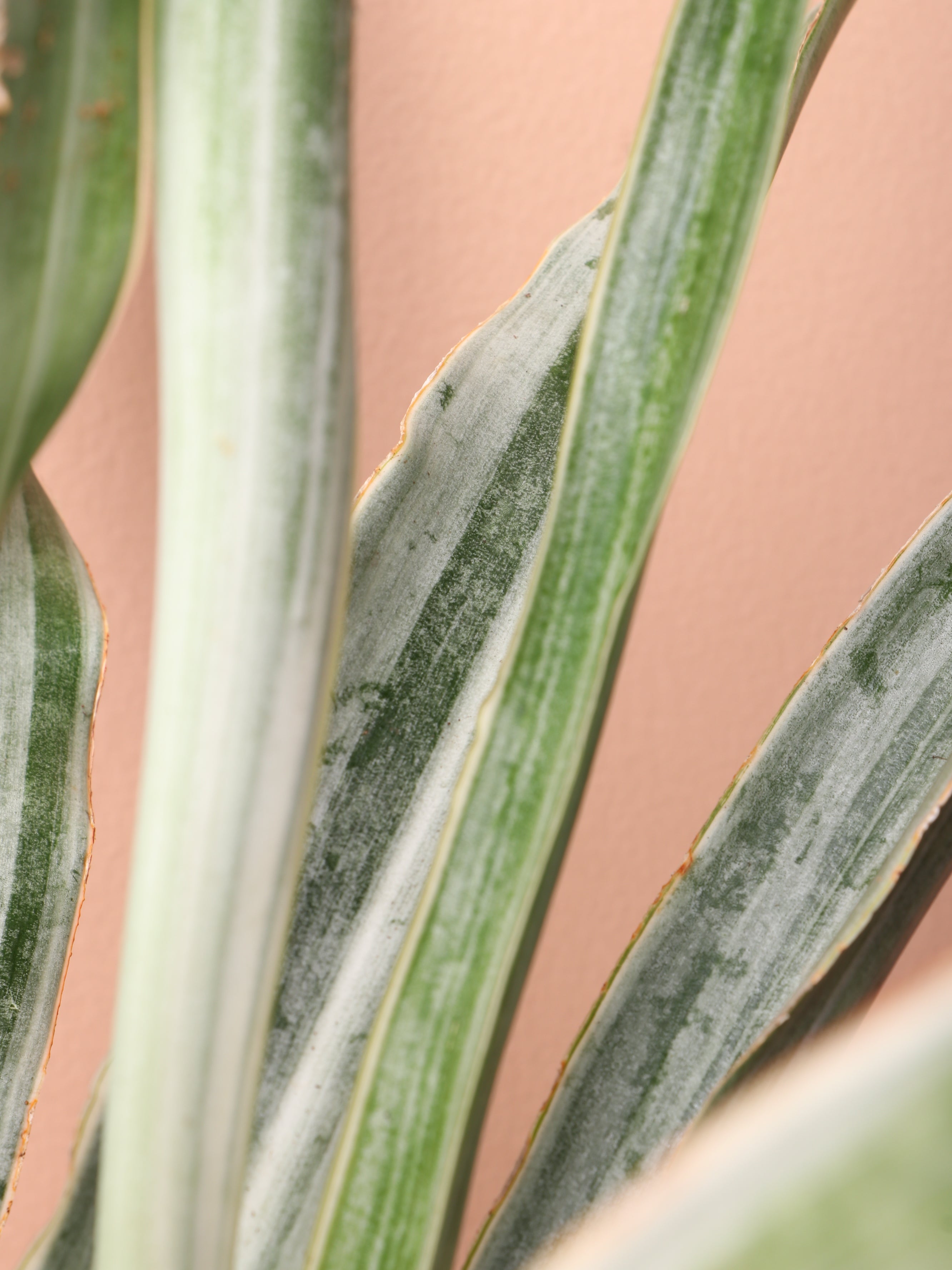 Medium Snake Plant 'Sayuri'