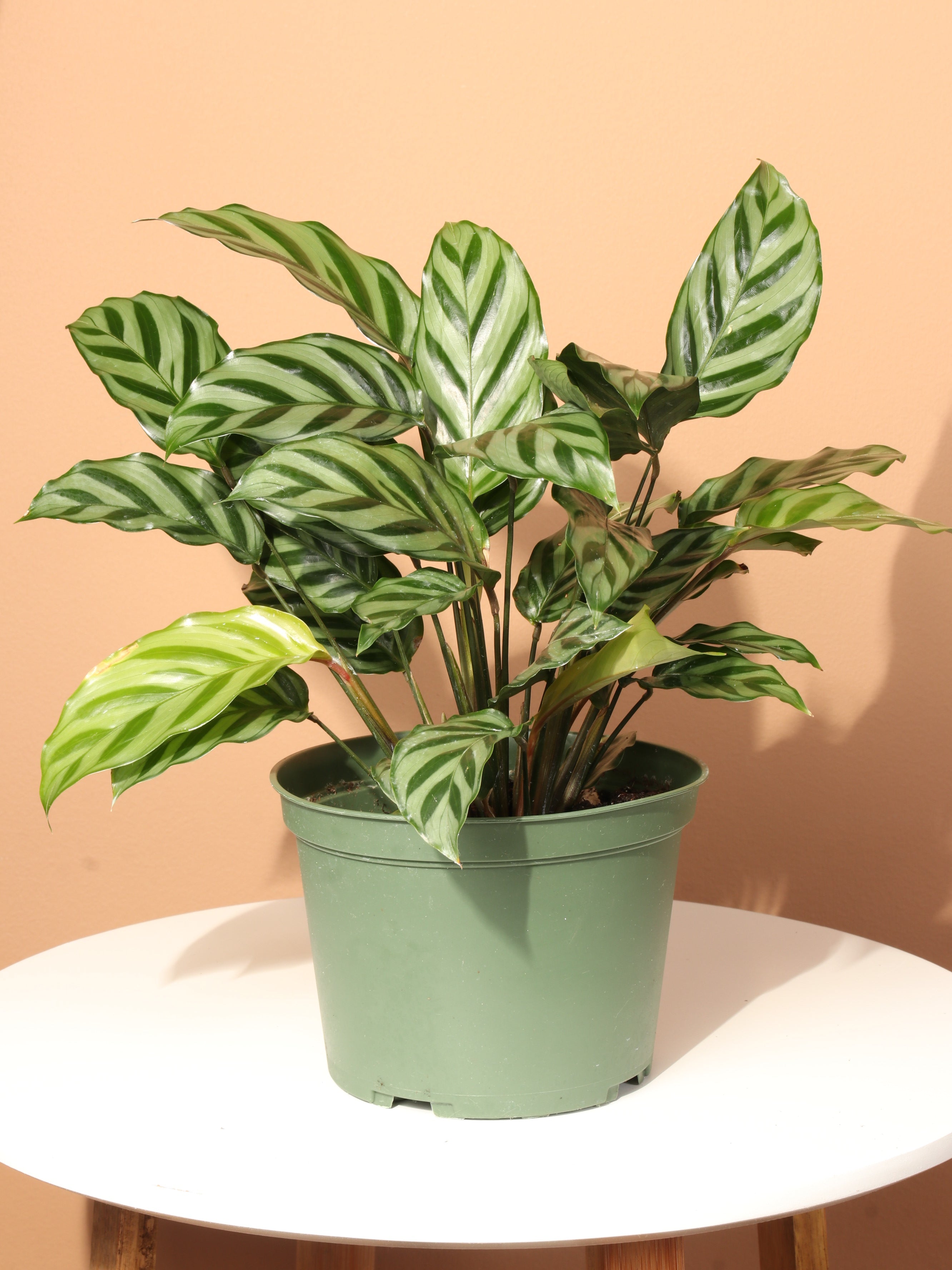 Medium Calathea 'Freddie'