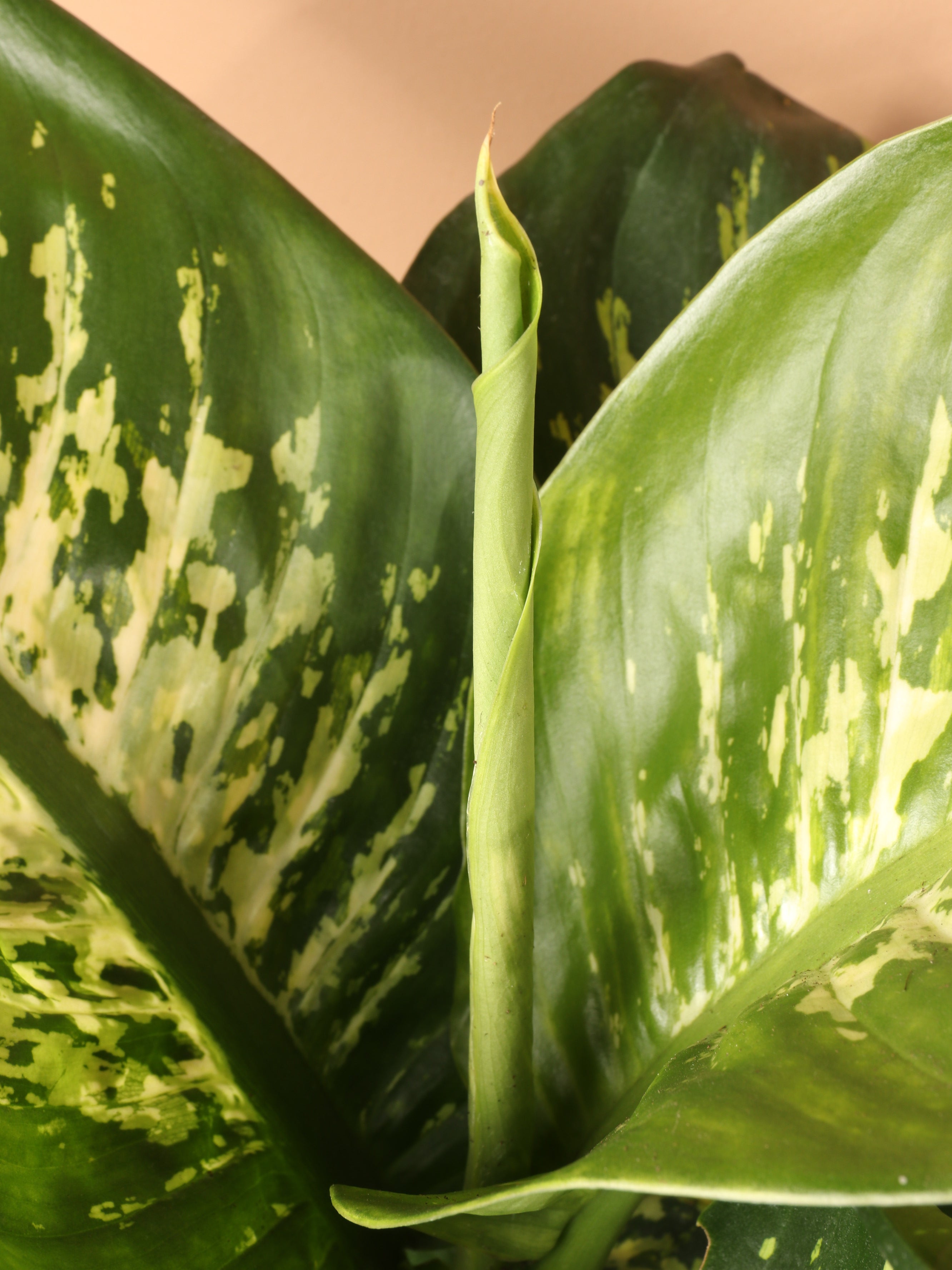 Large Dieffenbachia 'Tropic Snow'