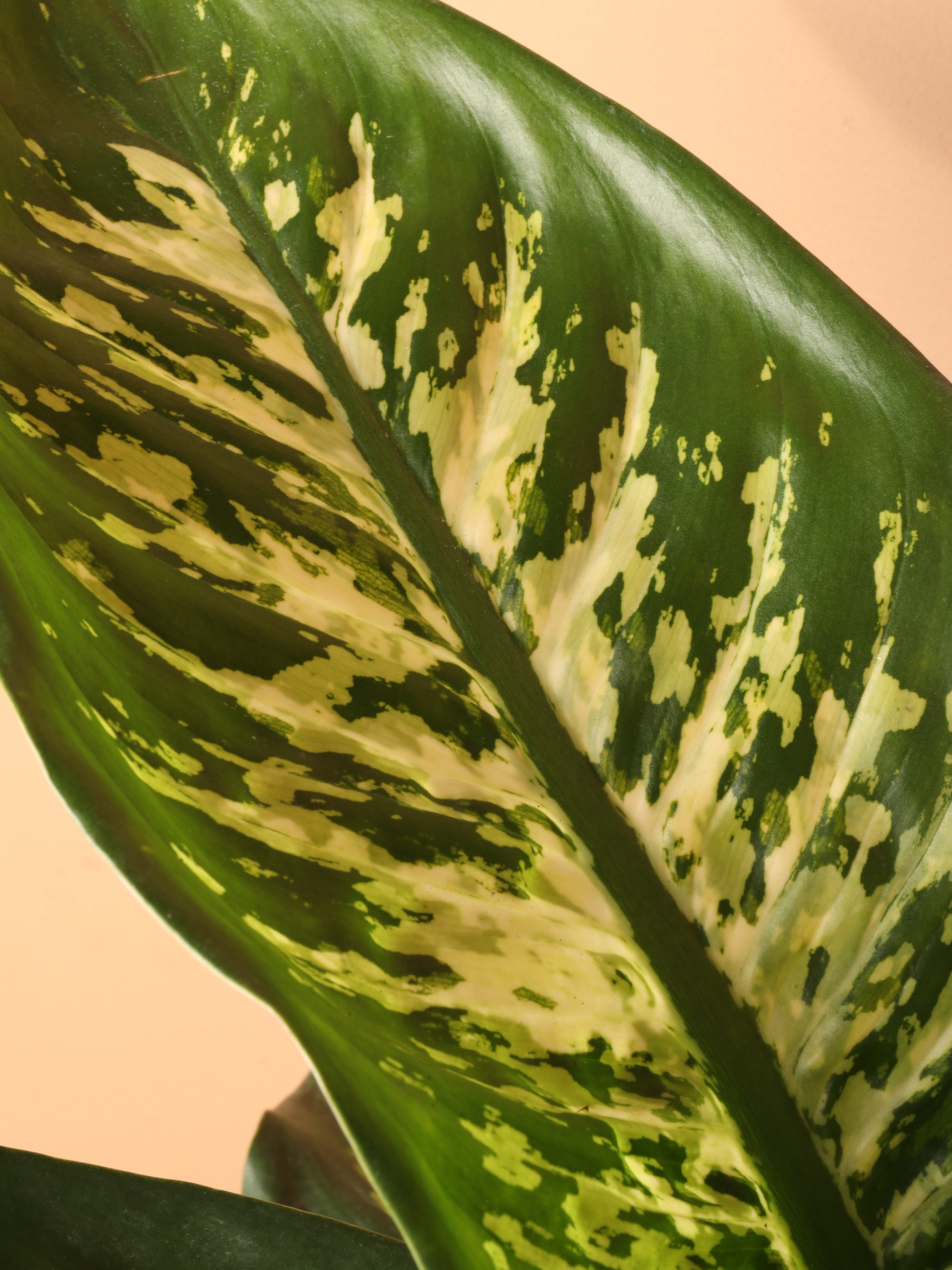 Pafe Plants Dieffenbachia Tropic Snow