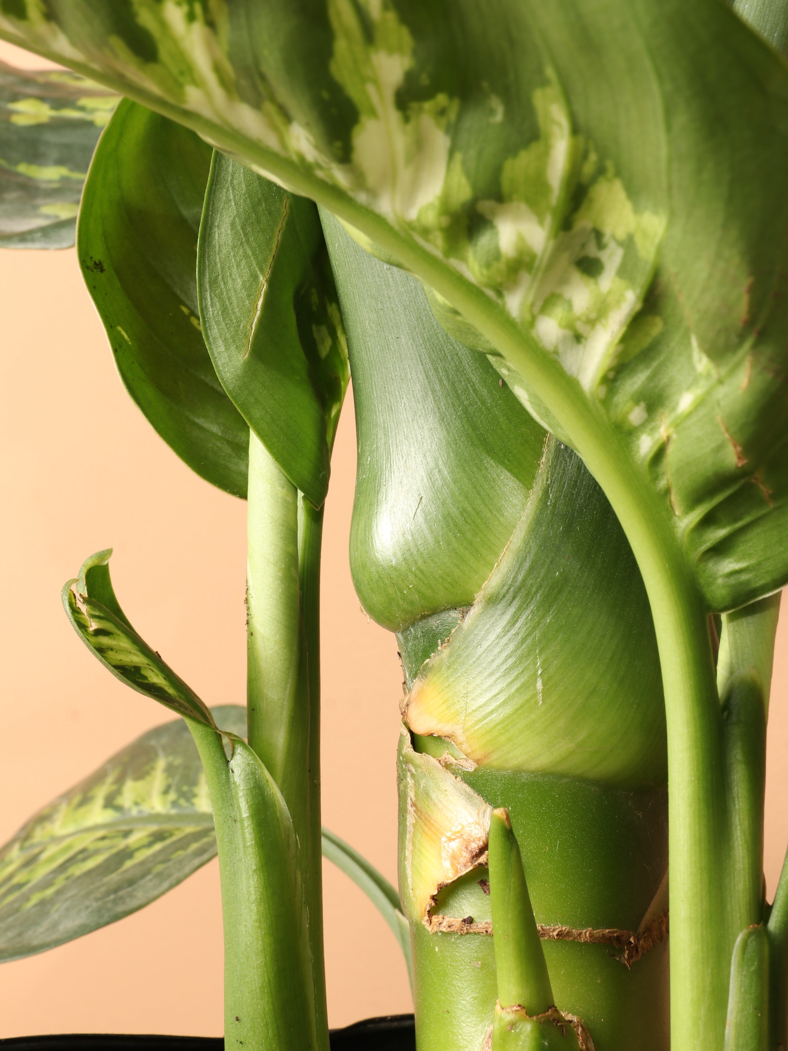 Pafe Plants Dieffenbachia Tropic Snow - Thumbnail 4