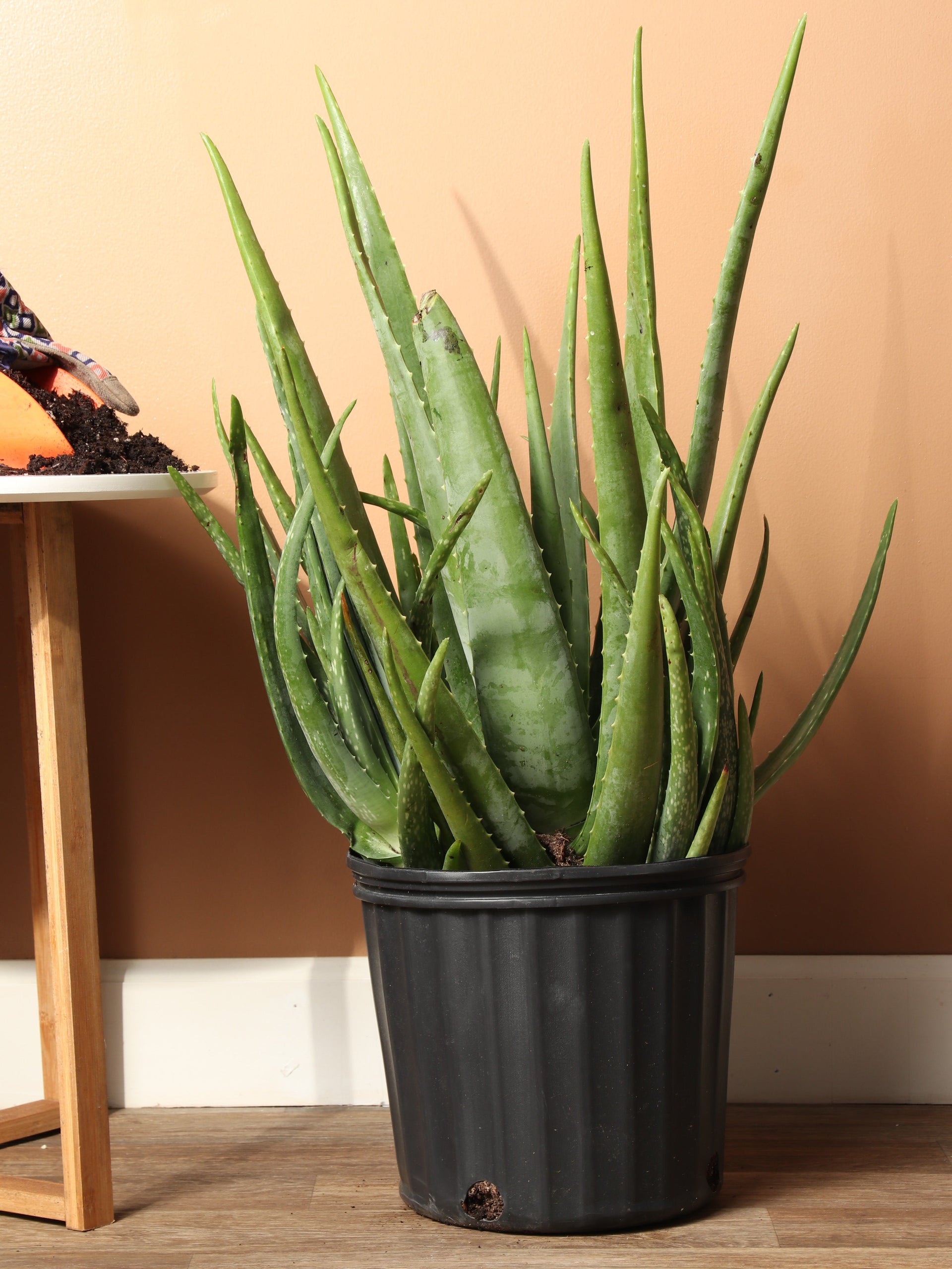 aloe vera plant online Large Aloe Vera