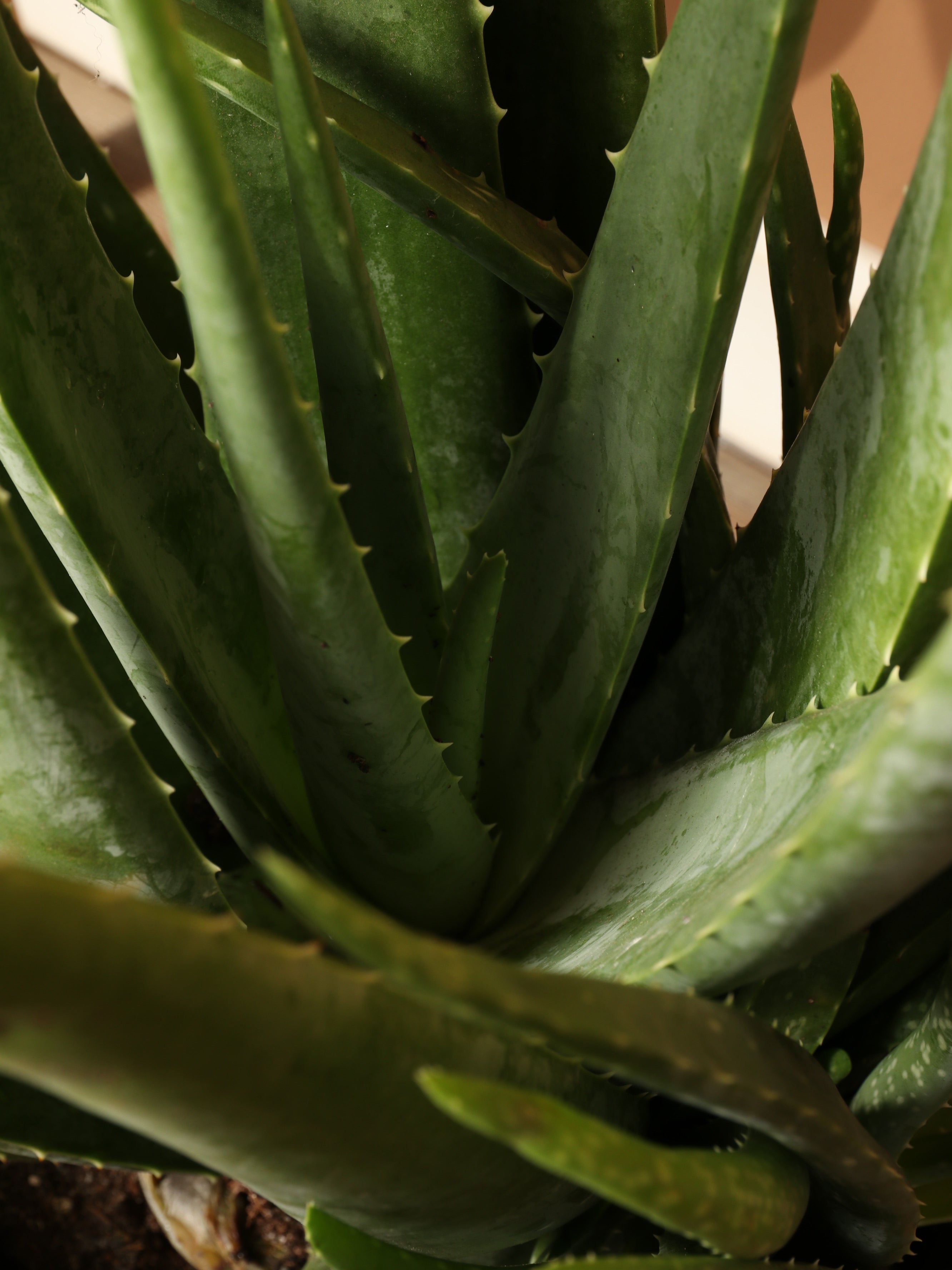 Large Aloe Vera