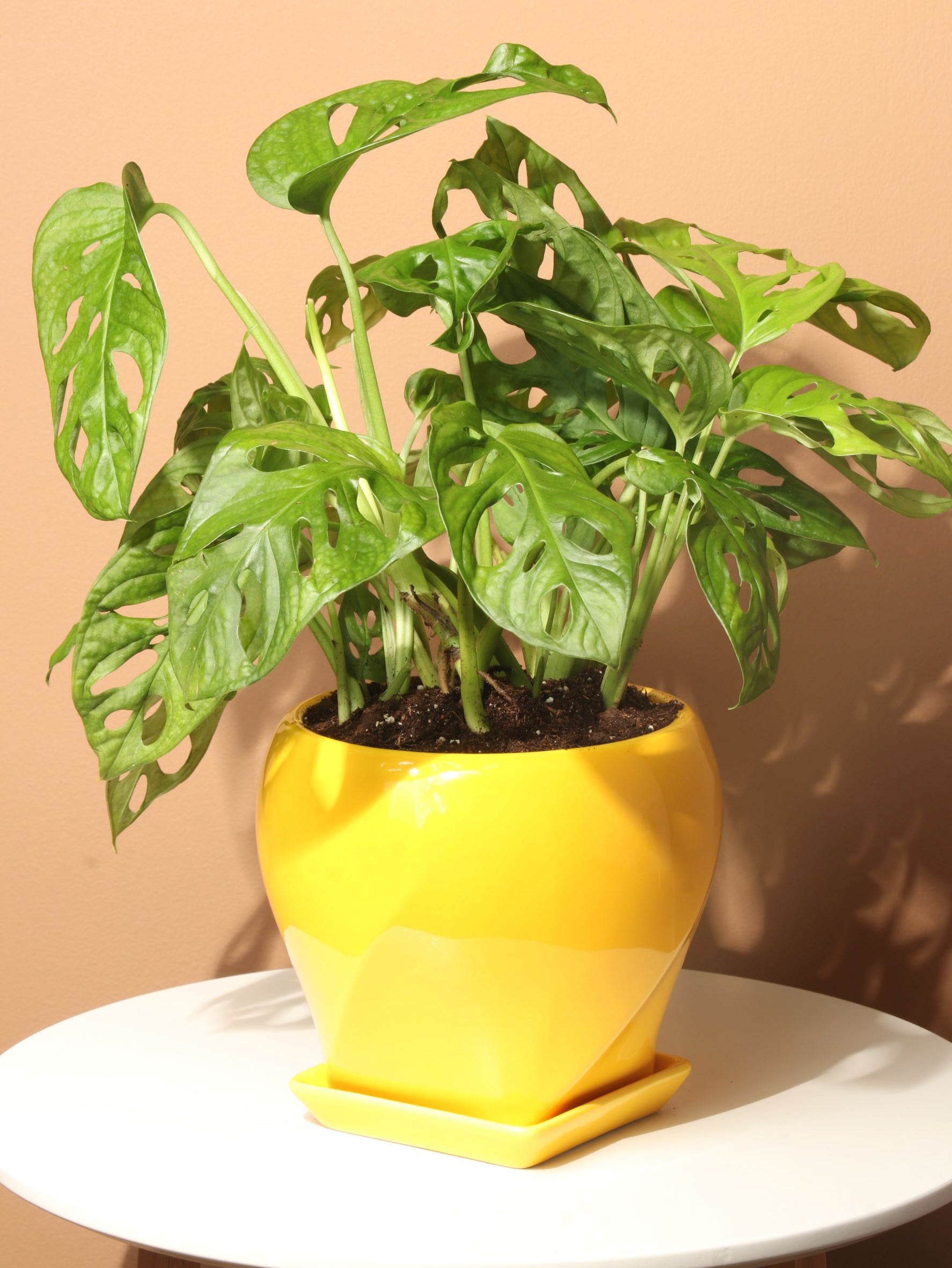 Medium Philodendron Adansonii (swiss cheese)