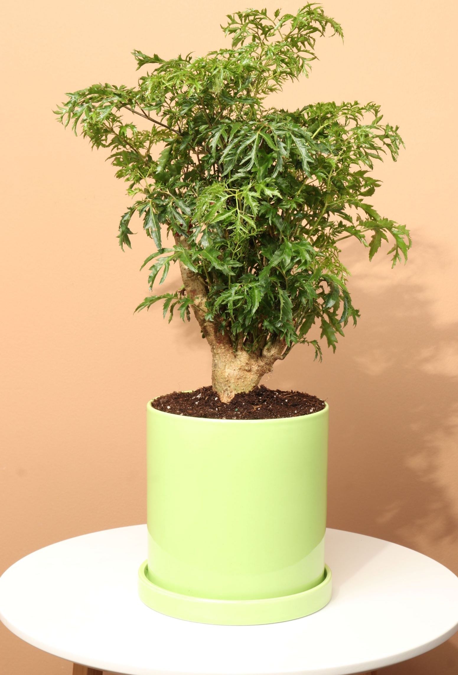 Medium Ming Aralia